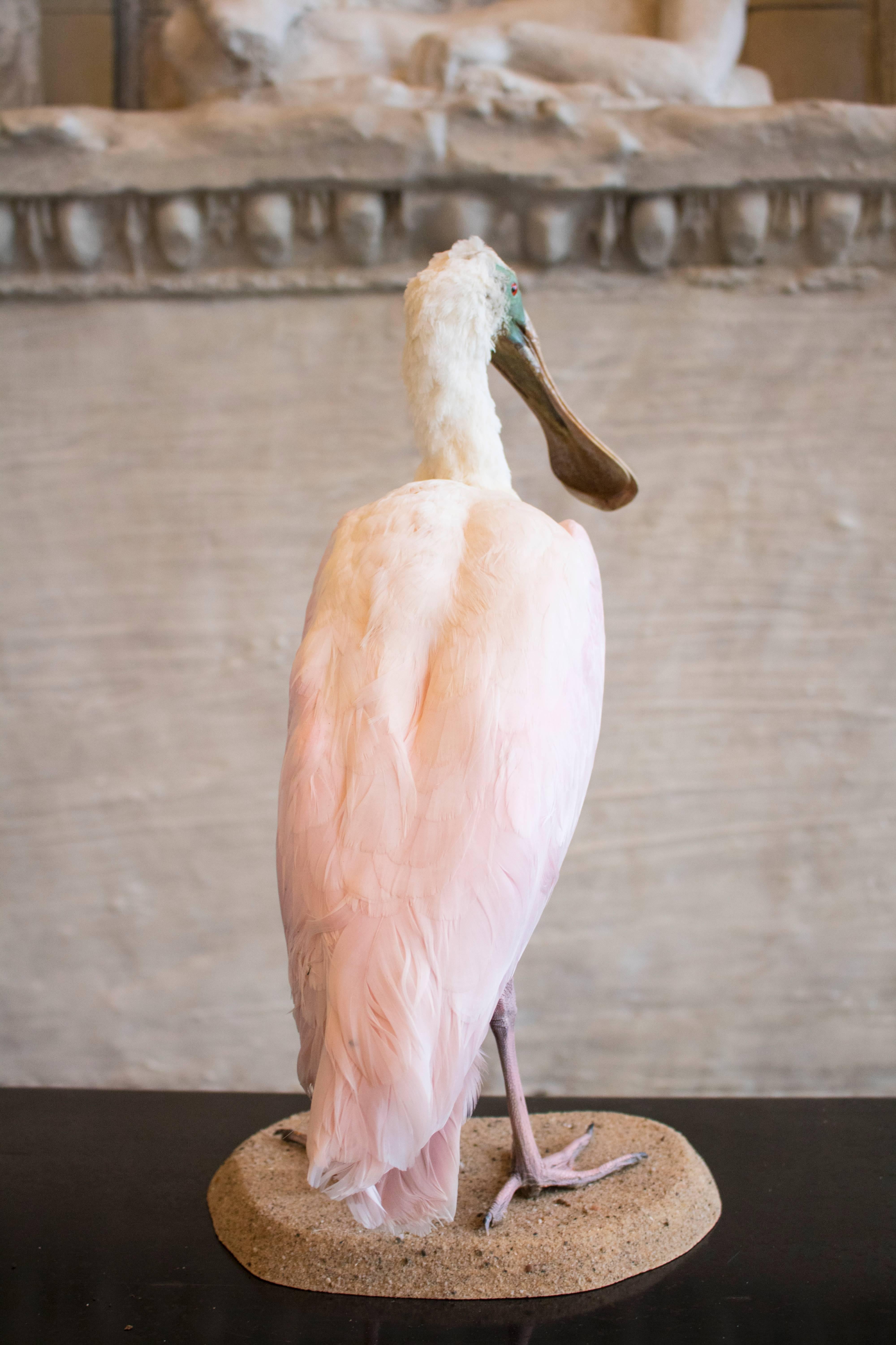 A taxidermy study of a roseate spoonbill mounted on a naturalistic oval base.

Please enquire about shipping costs.