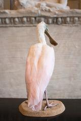 Taxidermy Roseate Spoonbill