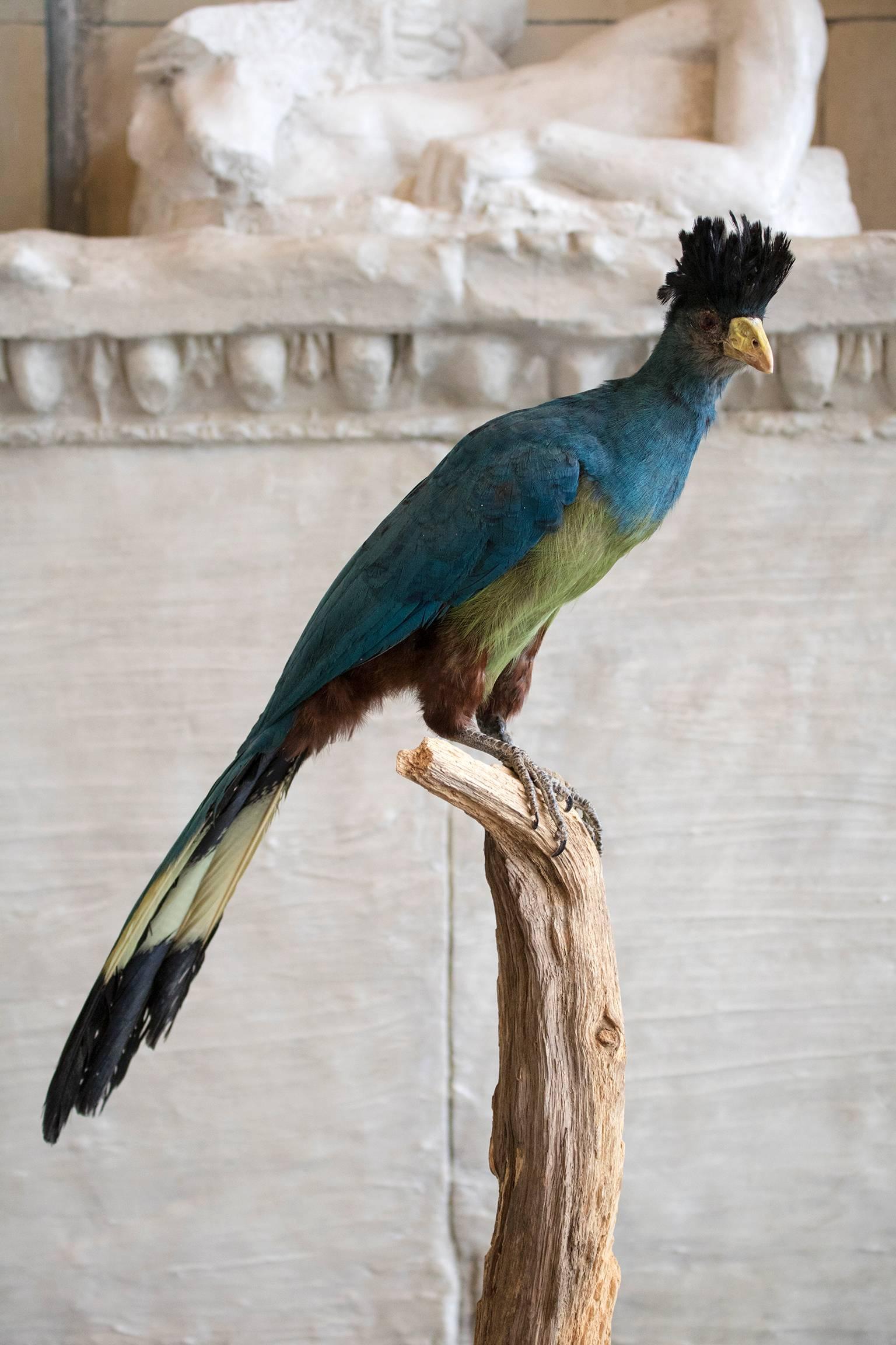 A taxidermy study of a blue taraco mounted on natural wood stand and raised on a circular naturalistic base.

Please enquire  about shipping costs.