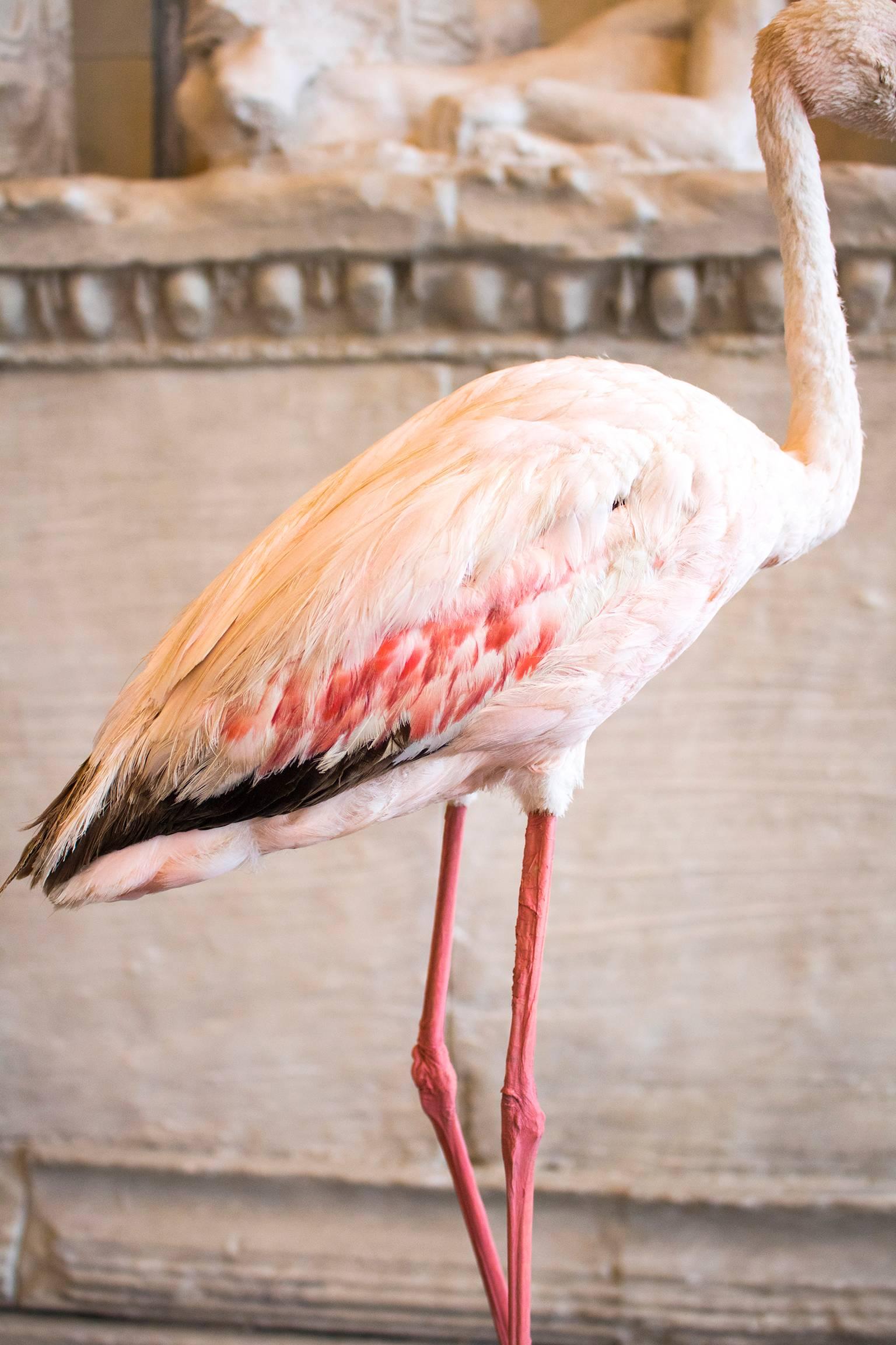 taxidermy flamingo