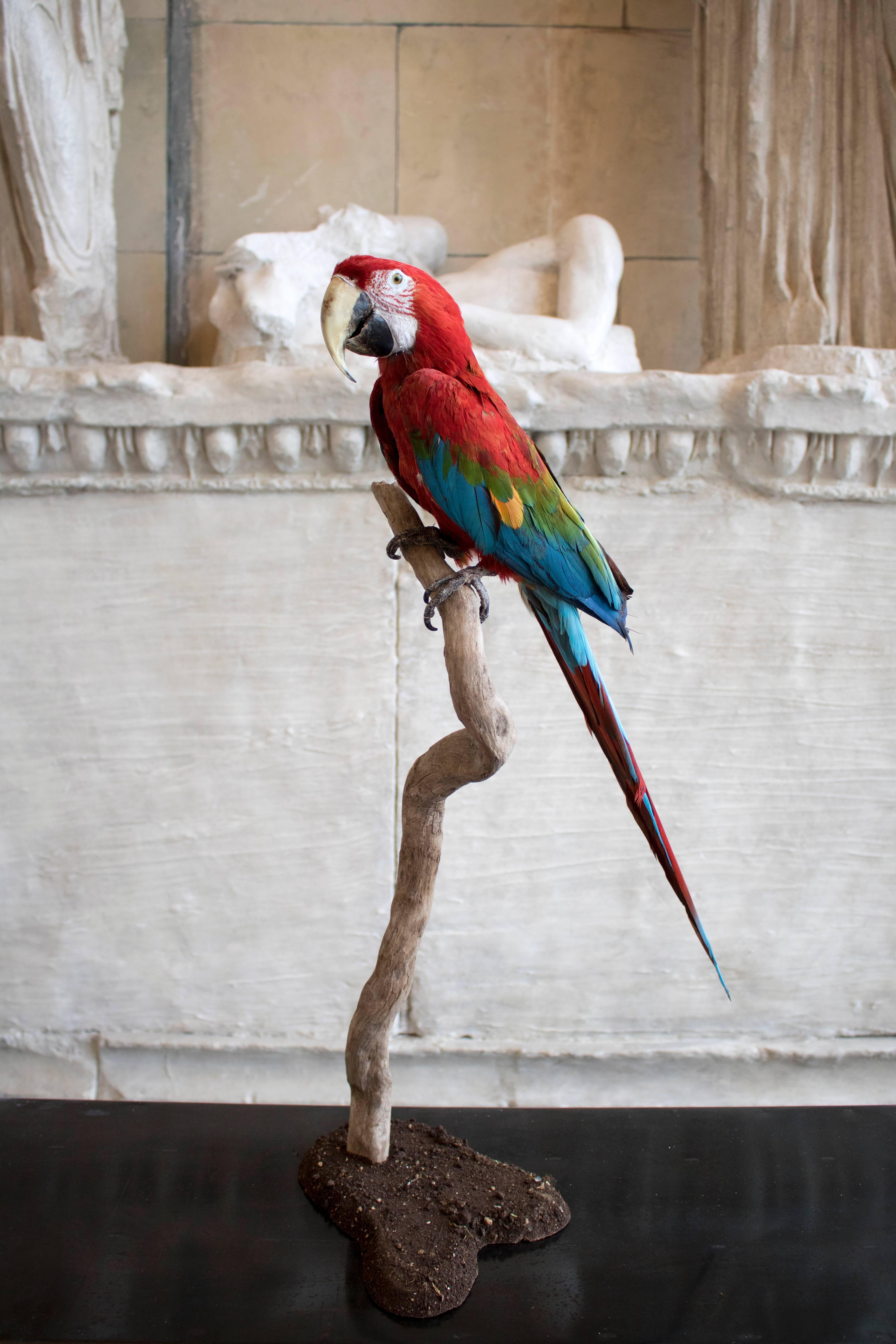 taxidermy macaw