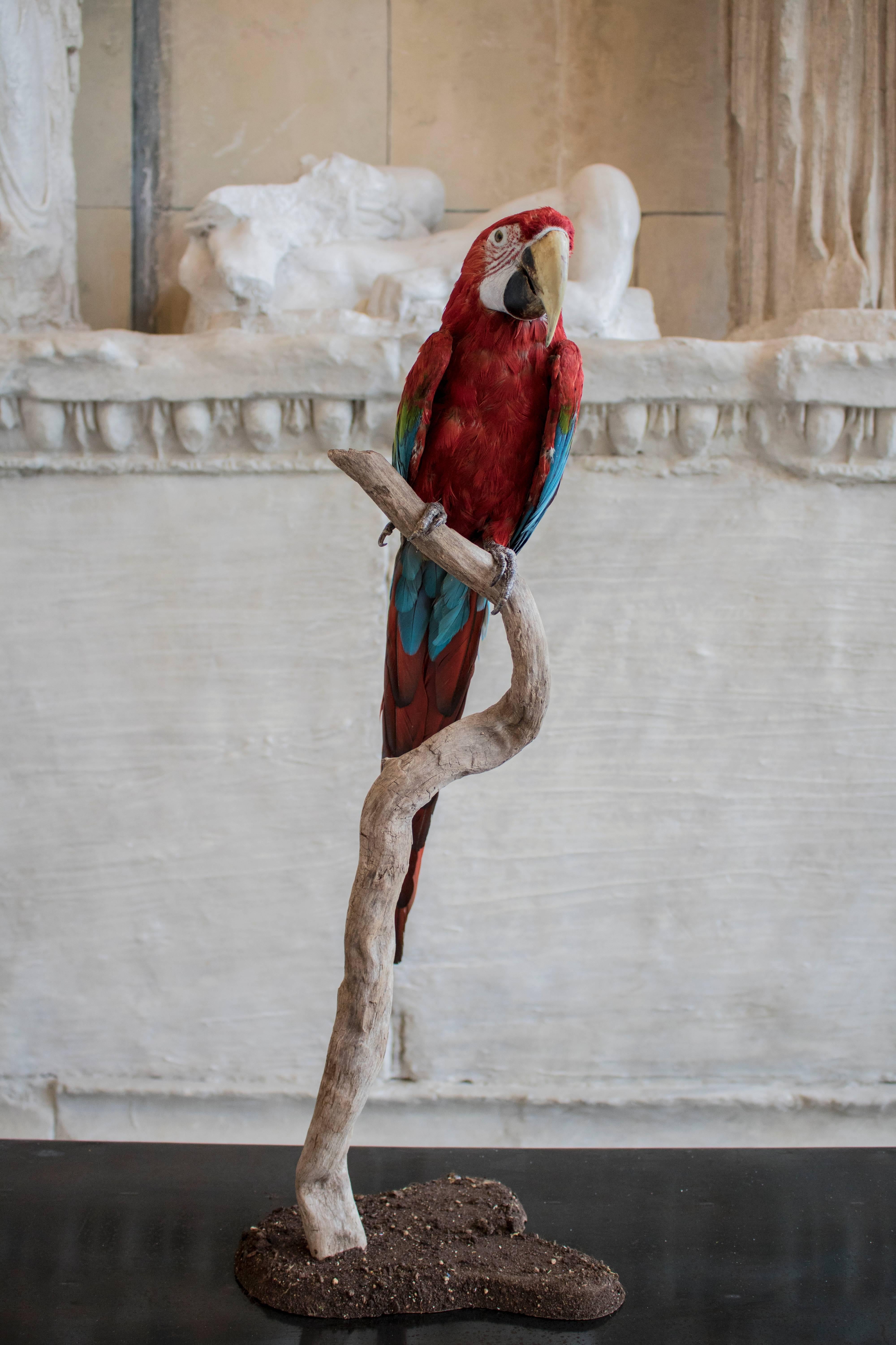 A taxidermy study of a green winged macaw mounted on a branch and raised on an oval naturalistic base.

Please enquire about shipping costs.