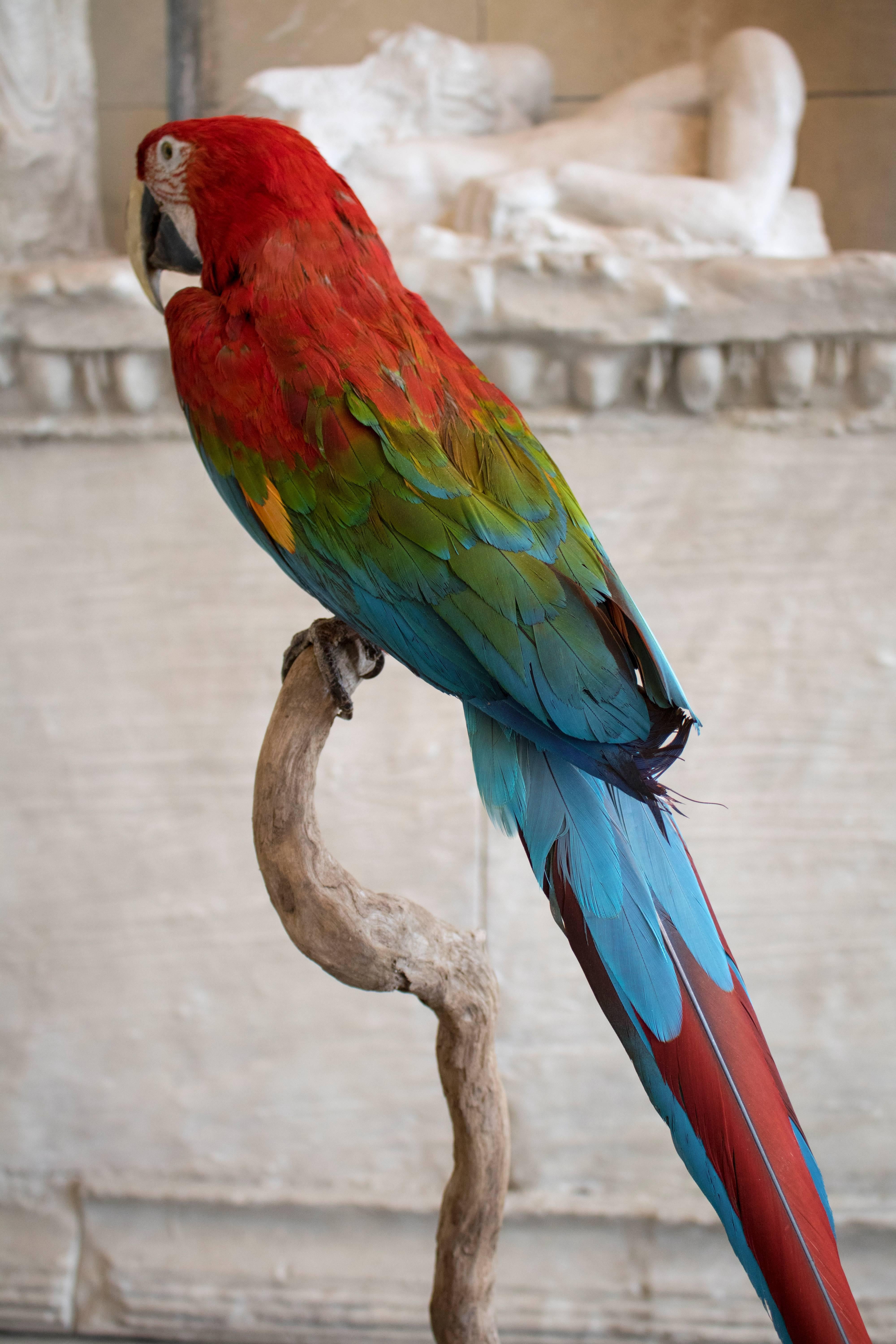 macaw taxidermy
