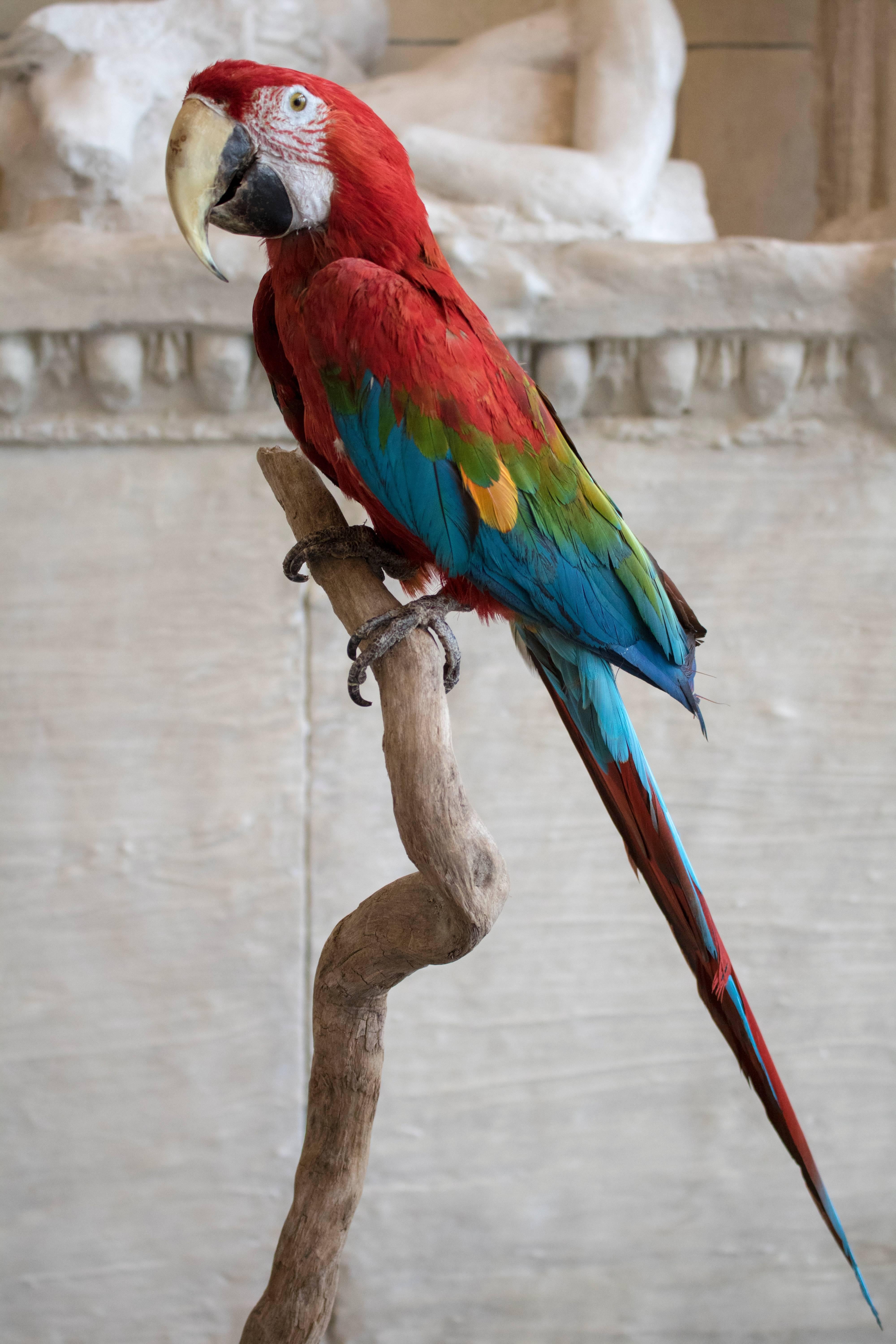 Mid-Century Modern Taxidermy Green Winged Macaw Mounted on a Branch For Sale
