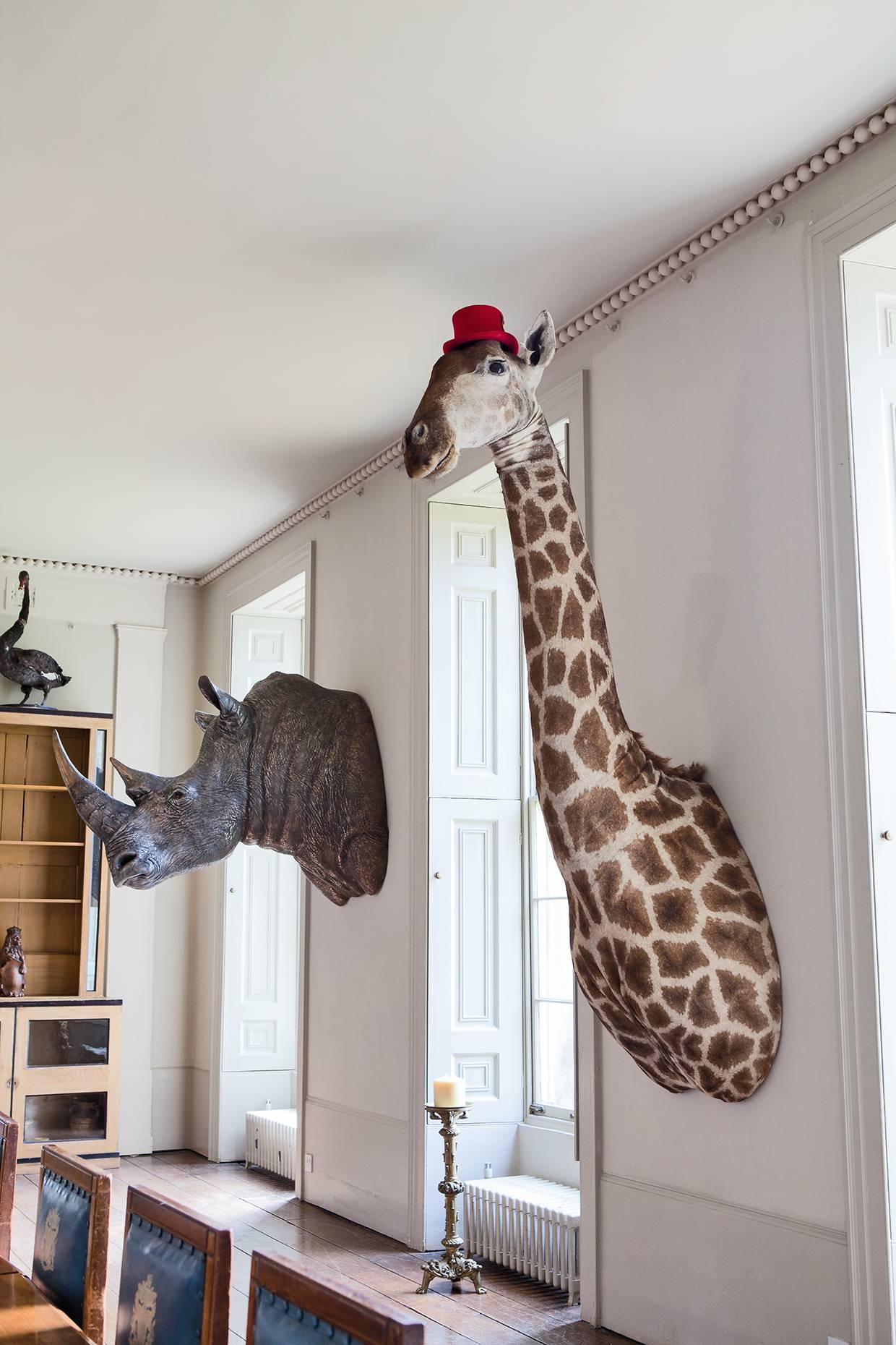 A large taxidermy giraffe mount including upper bust / torso. An attractive taxidermy piece of impressive scale.