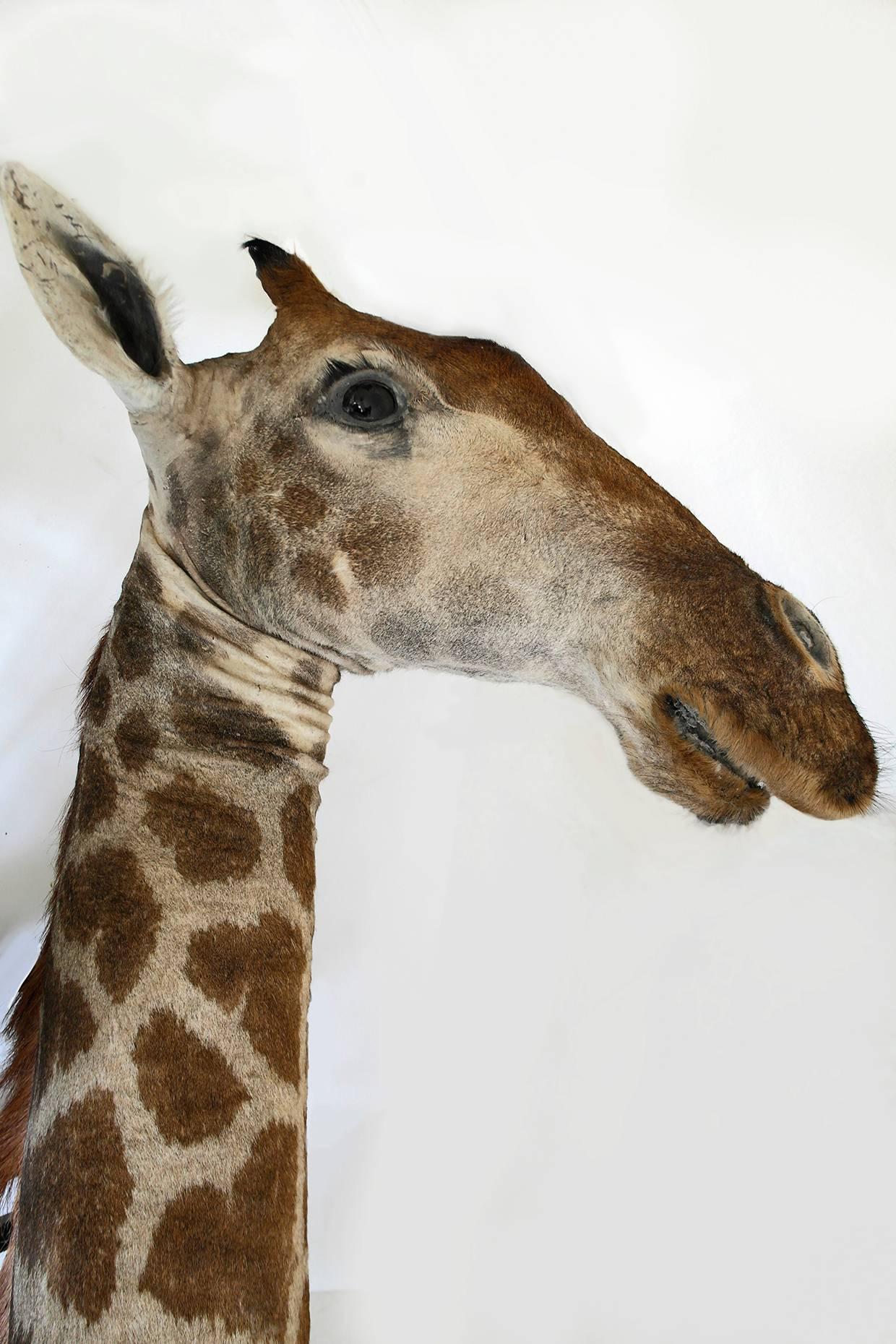 Taxidermy Giraffe Bust Mount In Good Condition In Oxfordshire, GB