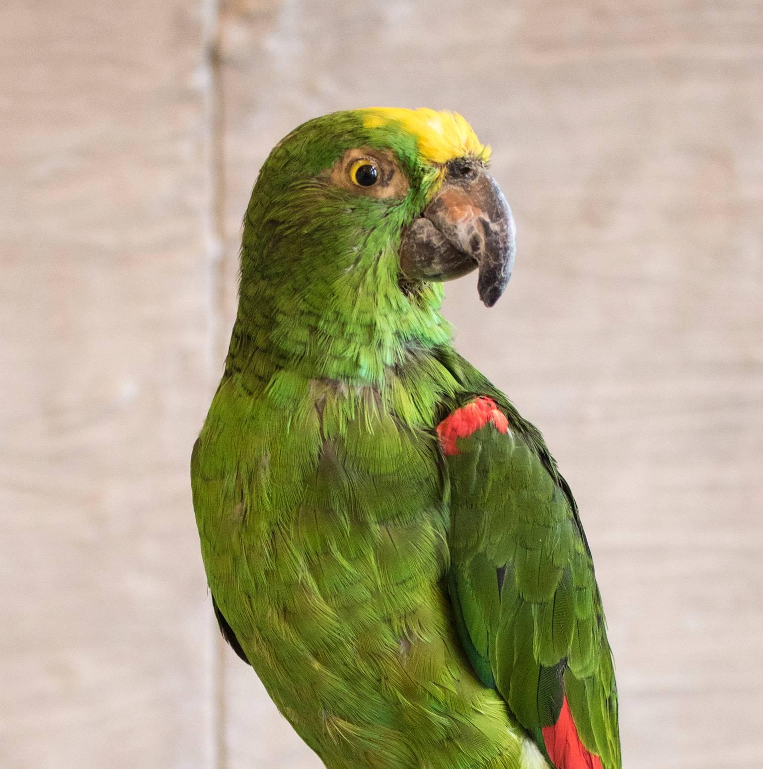 A taxidermy study of an orange winged amazon parrot, mounted on a naturalistic stand and raised on a square circular base.