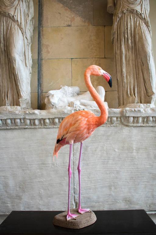 Taxidermy Greater Flamingo at 1stdibs