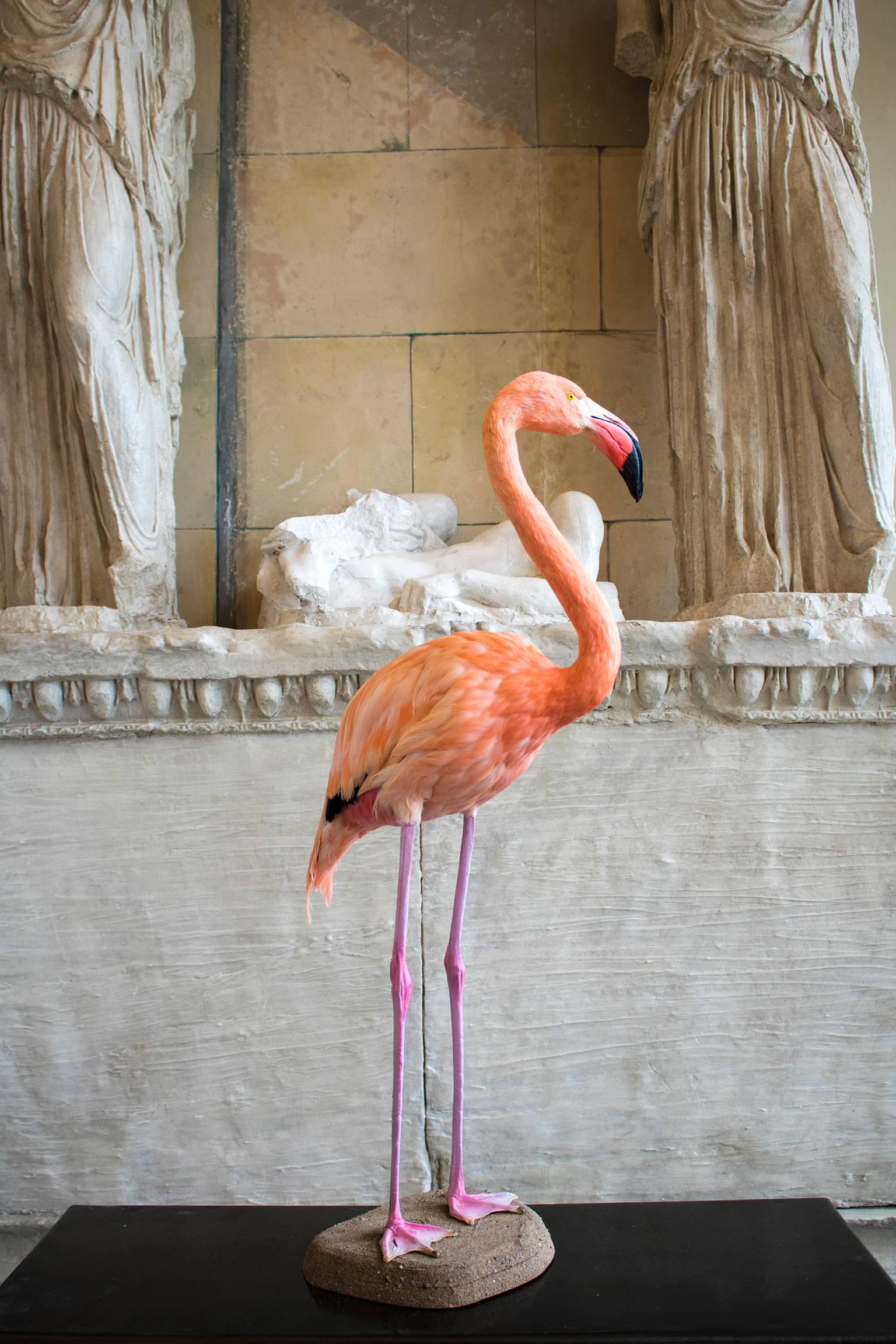A taxidermy study of a greater flamingo mounted on a naturalistic rock base. Measures: 91cm height.