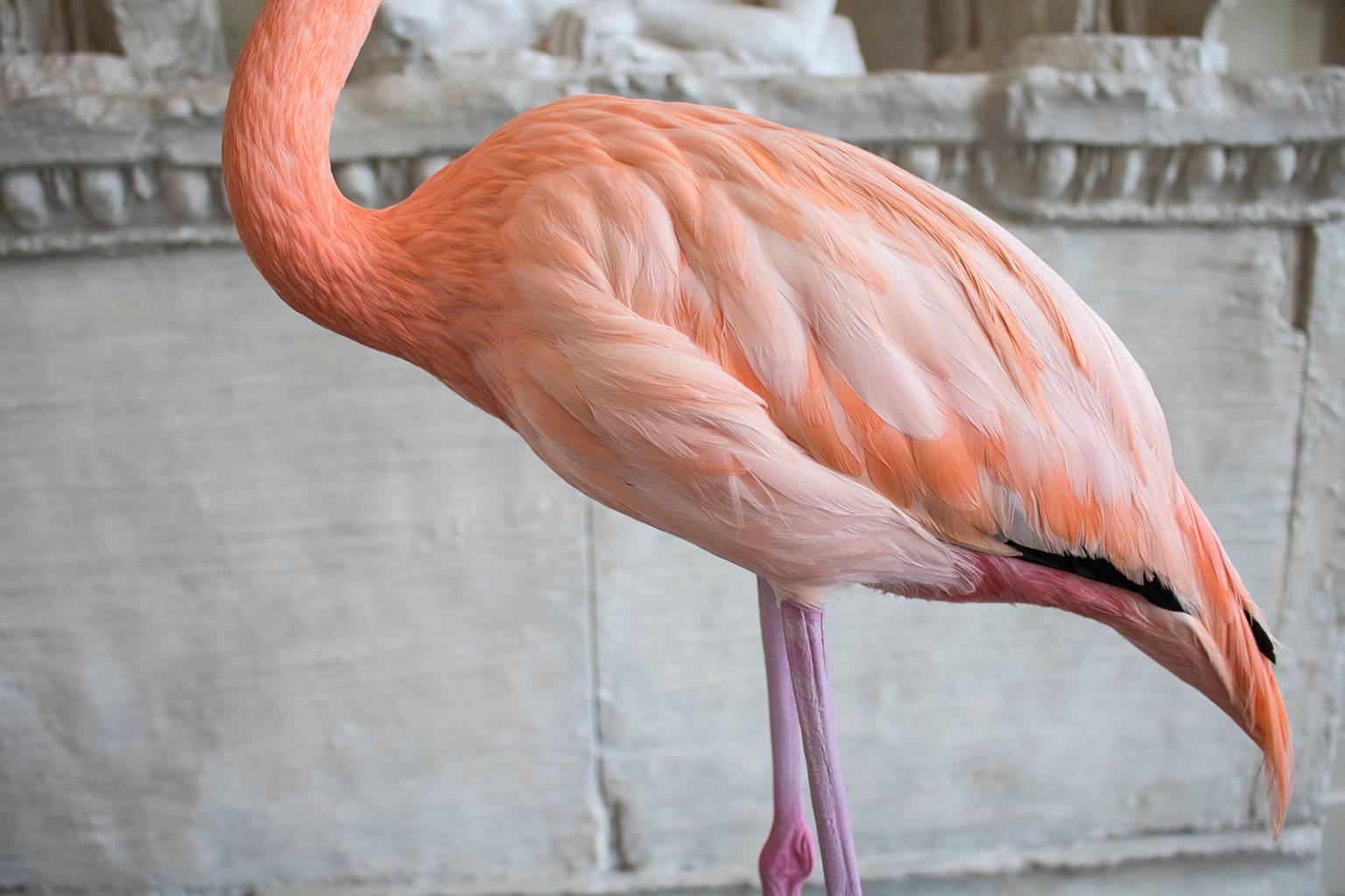 taxidermy flamingo for sale