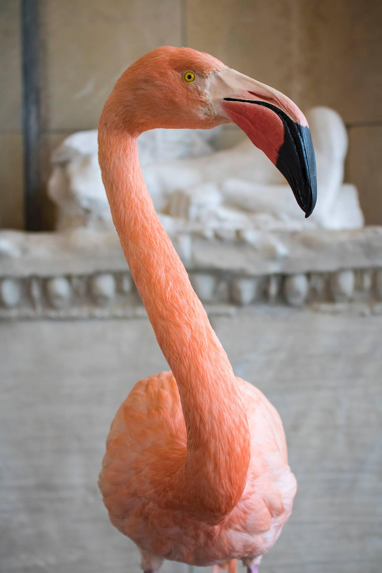 Taxidermy Greater Flamingo In Excellent Condition In Oxfordshire, GB