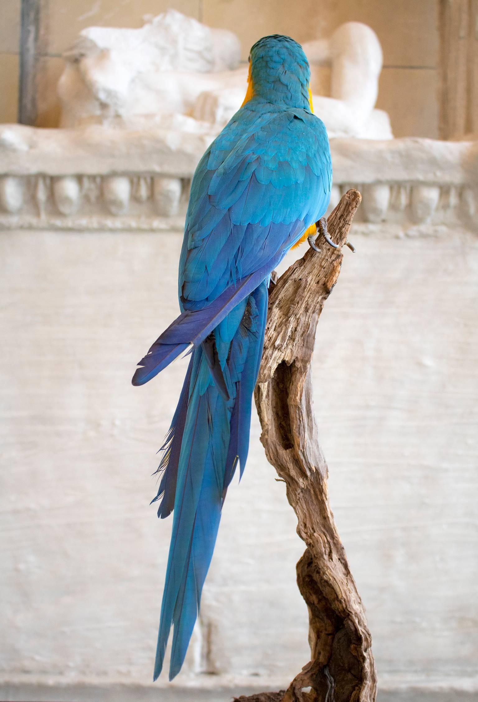 A taxidermy study of a blue and gold Macaw mounted on a branch and raised on a naturalistic stone circular base.

Please enquire about shipping costs.
