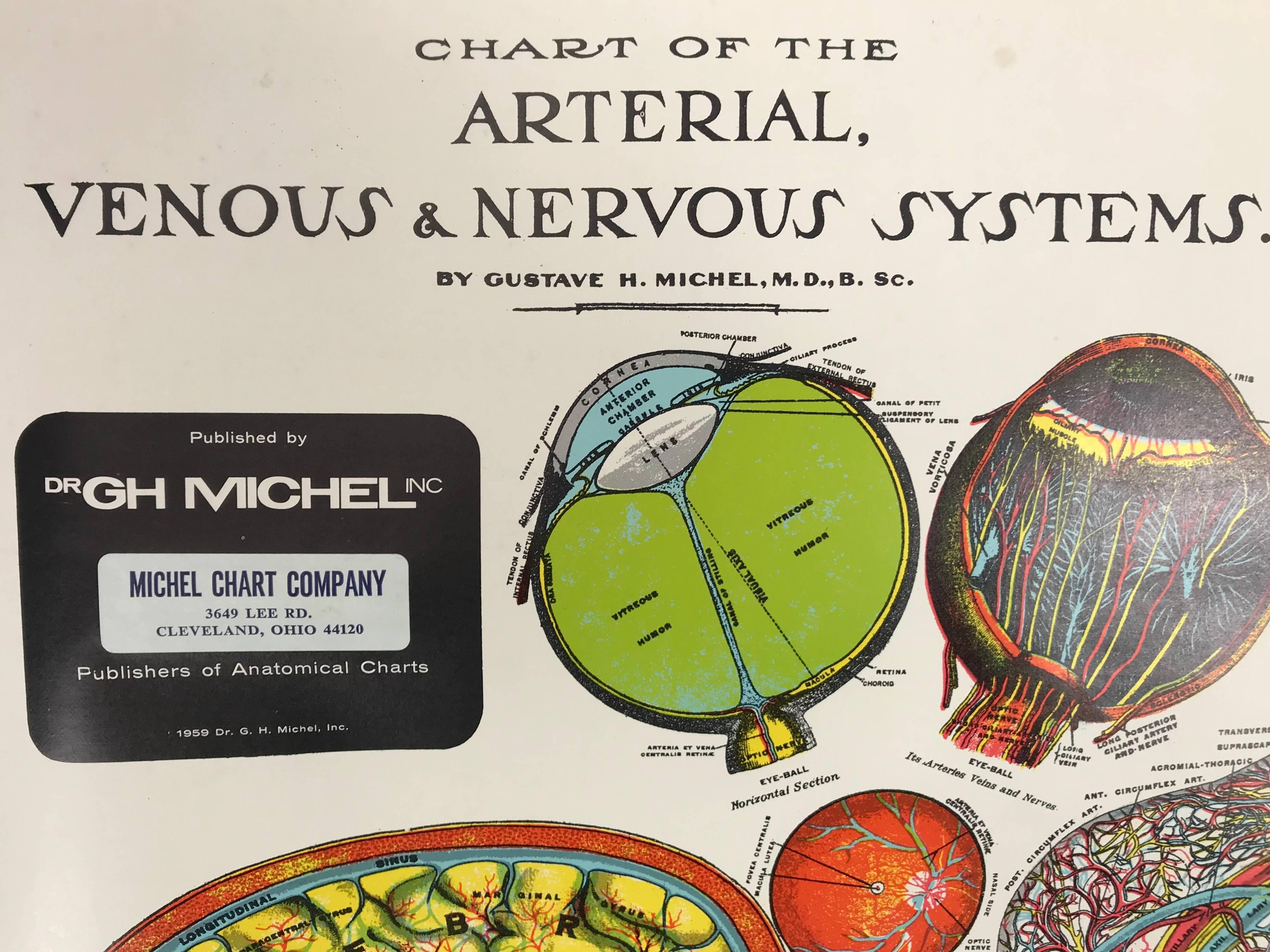 Vintage Anatomical Pull Down Chart 'ARTERIAL VENOUS & NERVOUS SYSTEMS ,GH Michel Company,Beautifully screened printed,linen backed.