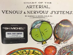 Vintage Anatomische Pull-Down-Tabelle 'Nervensysteme:: GH Michel Company