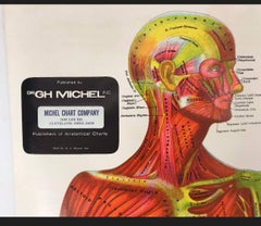 Vintage Anatomical Pull Down Chart 'Muscular System, GH Michel Chart Company