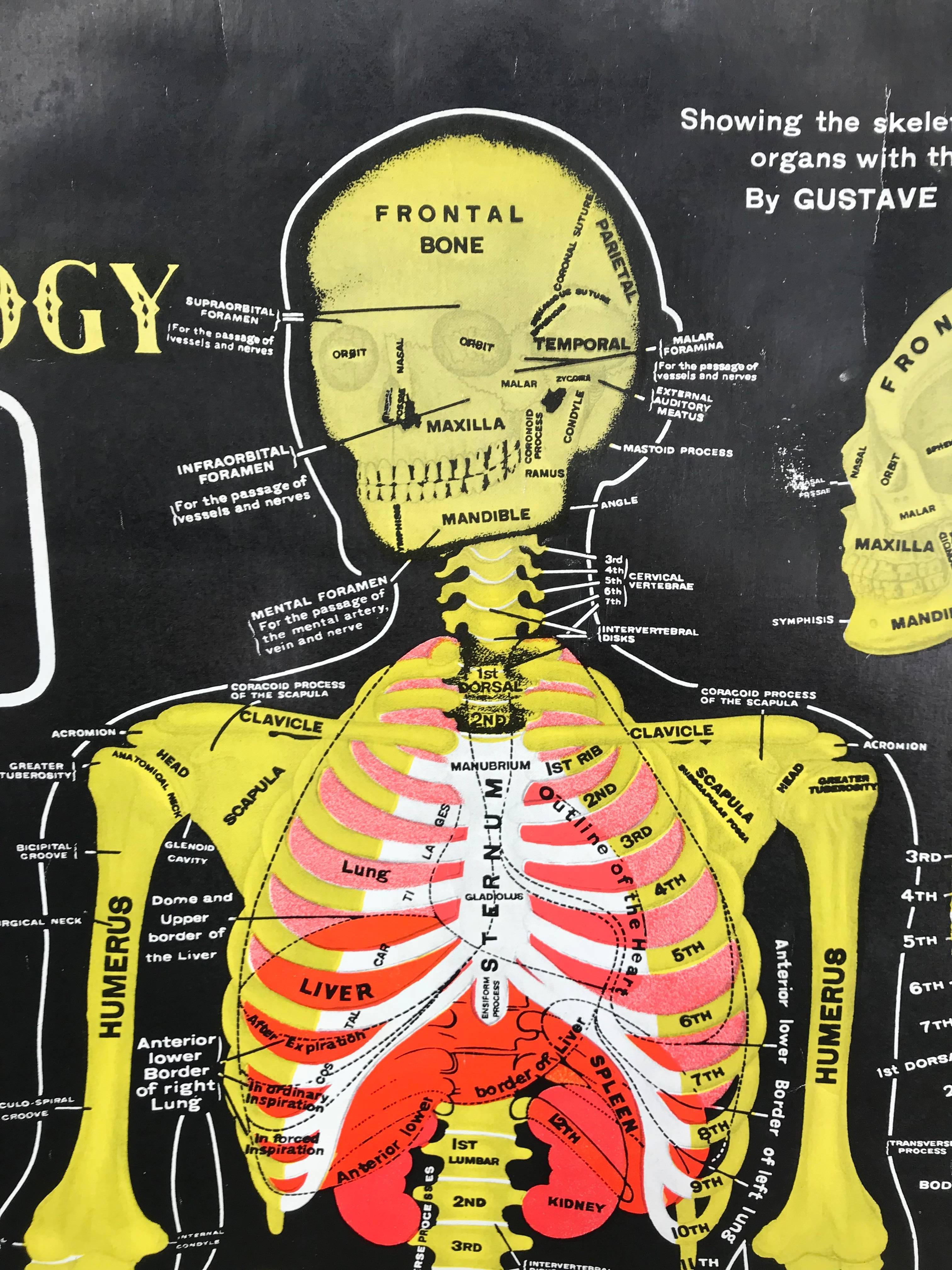 Tabla anatómica desplegable vintage 'Osteología, GH Michel Company Moderno de mediados de siglo en venta