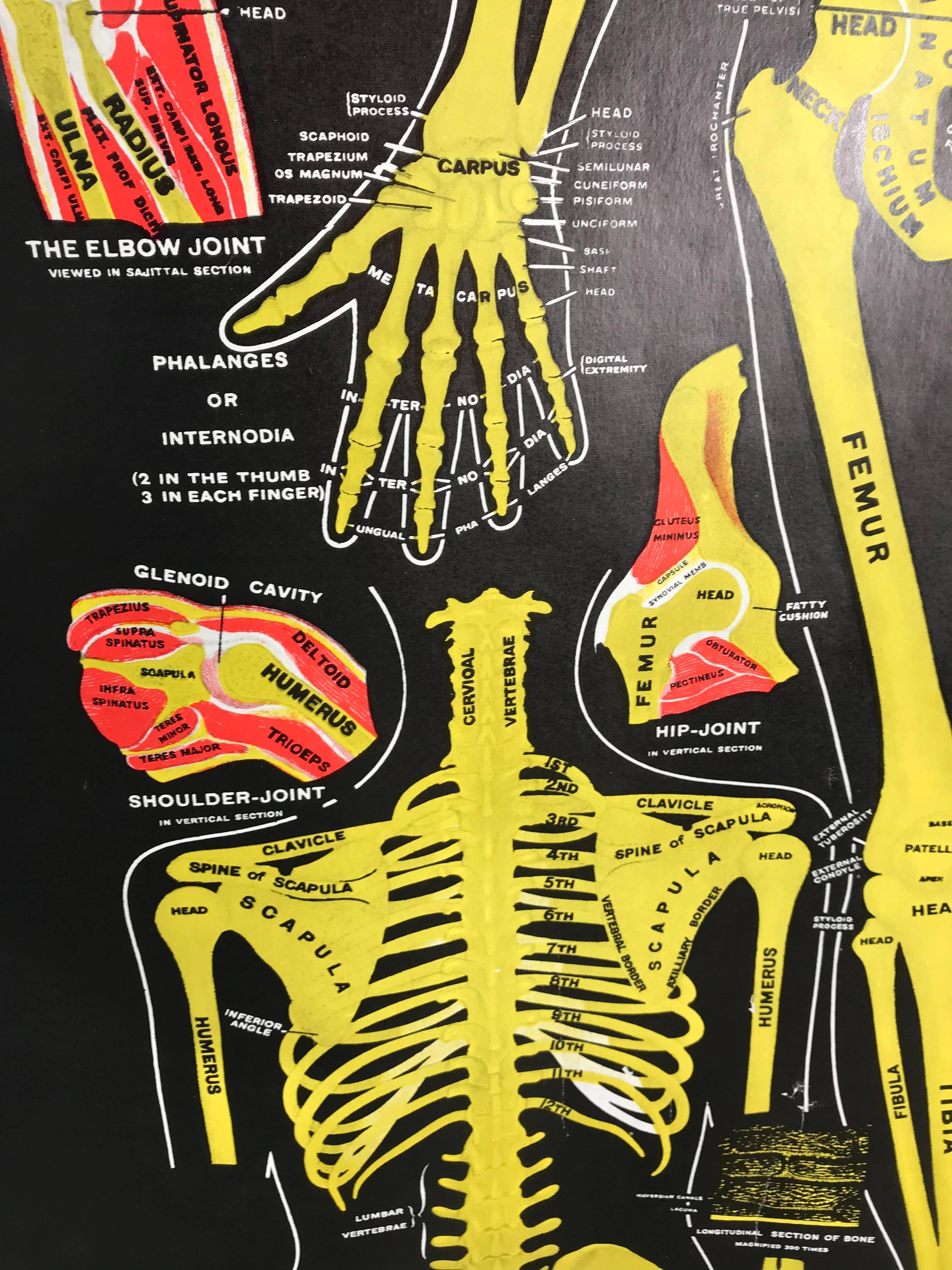 Tabla anatómica desplegable vintage 'Osteología, GH Michel Company en Bueno estado para la venta en Buffalo, NY