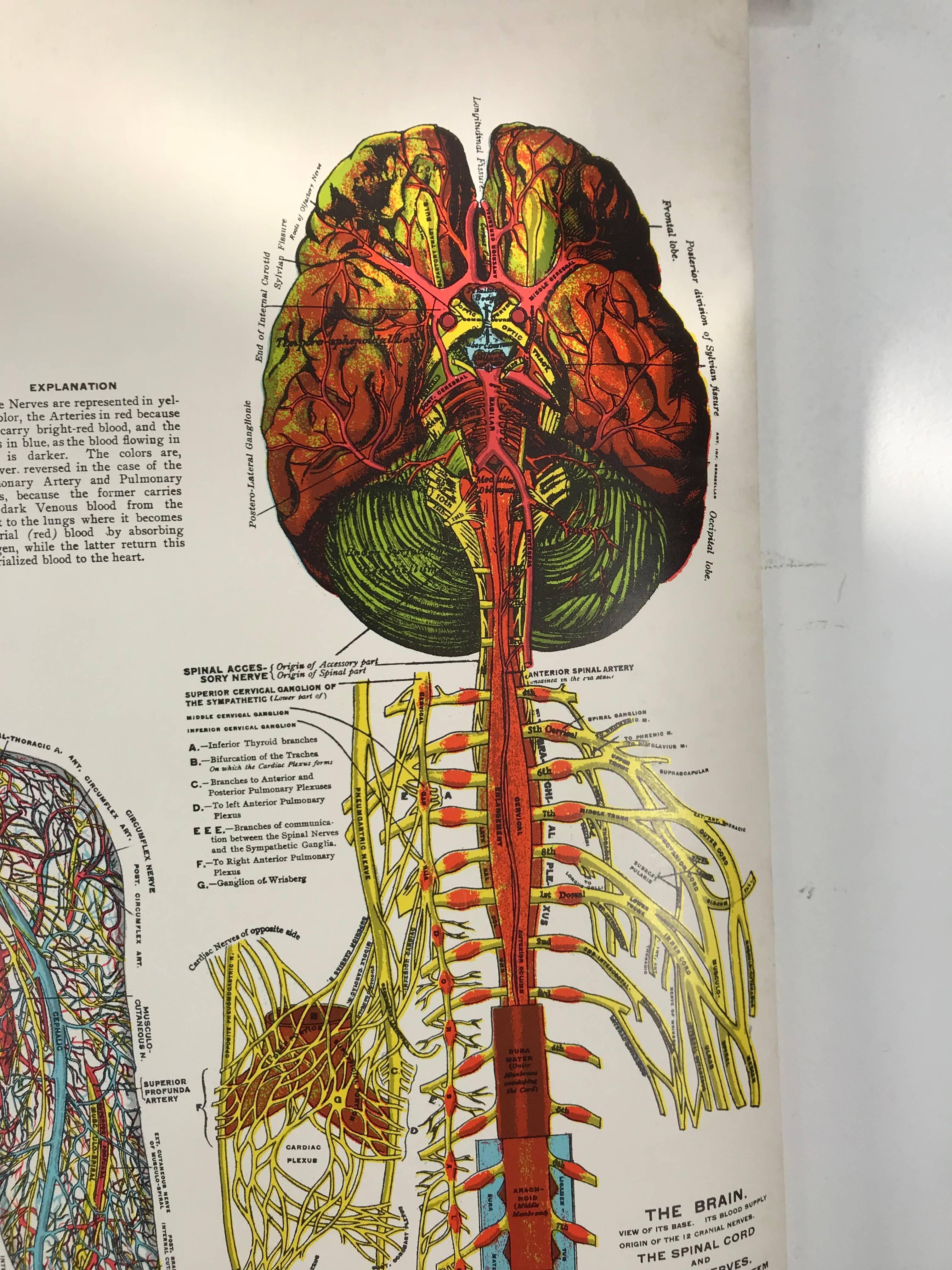 Vintage Anatomical Pull Down Chart 'Nervous Systems, GH Michel Company In Excellent Condition In Buffalo, NY