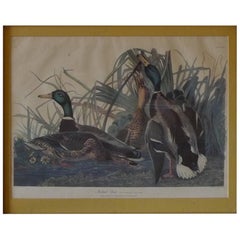 American, Contemporary Print of Mallard Duck by JJ Audubon