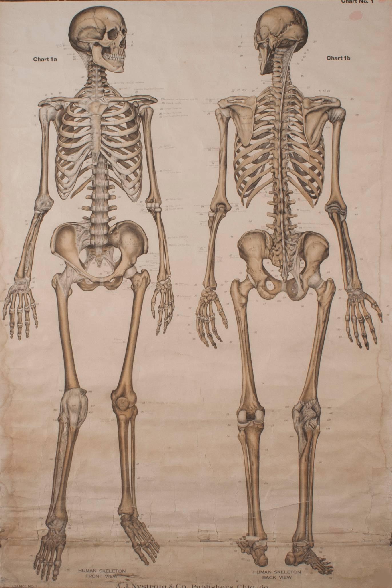 Frohse Anatomical Chart Human Skeleton, 1918 1