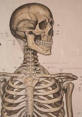 Frohse Anatomical Chart Human Skeleton, 1918