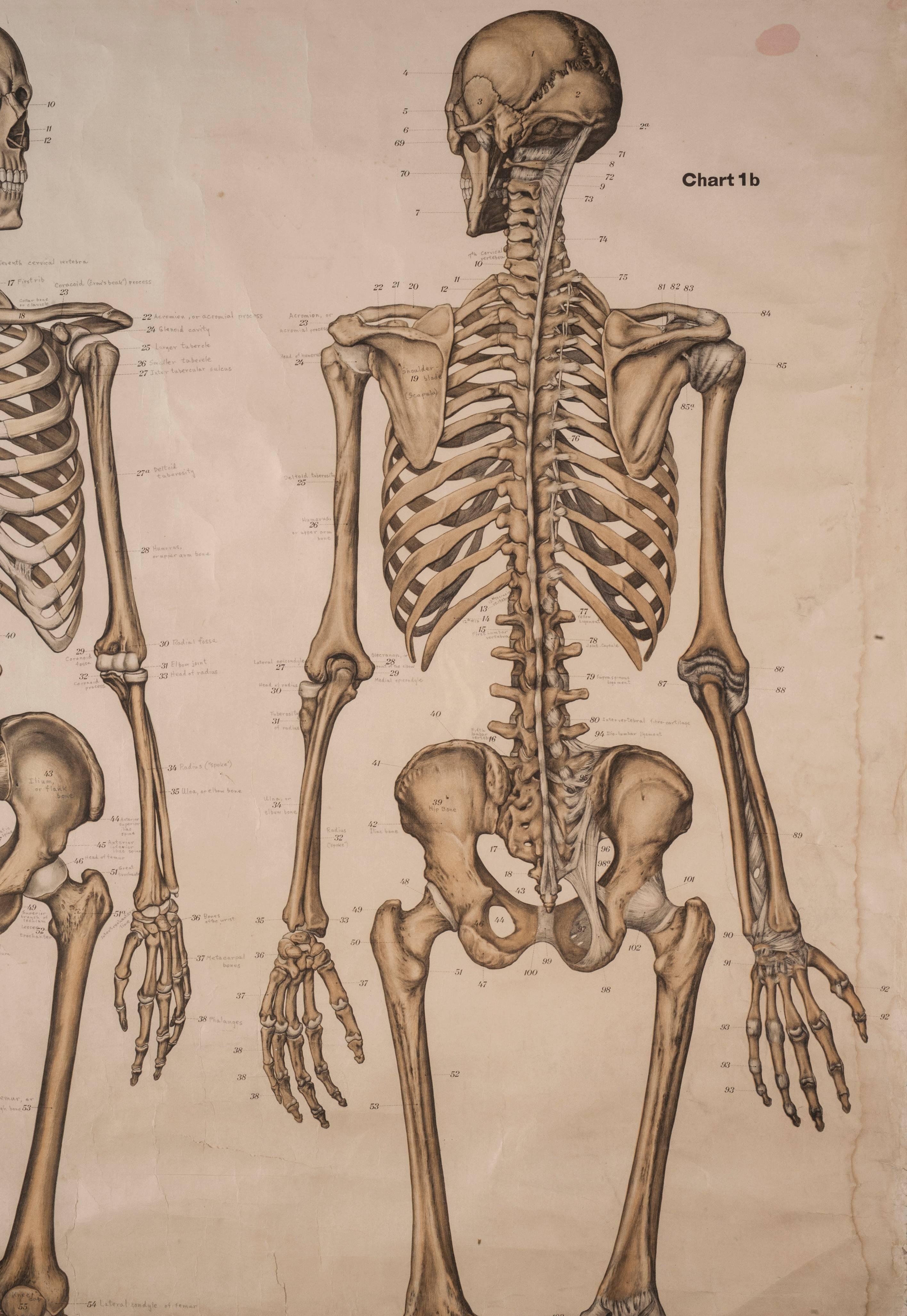 American Frohse Anatomical Chart Human Skeleton, 1918