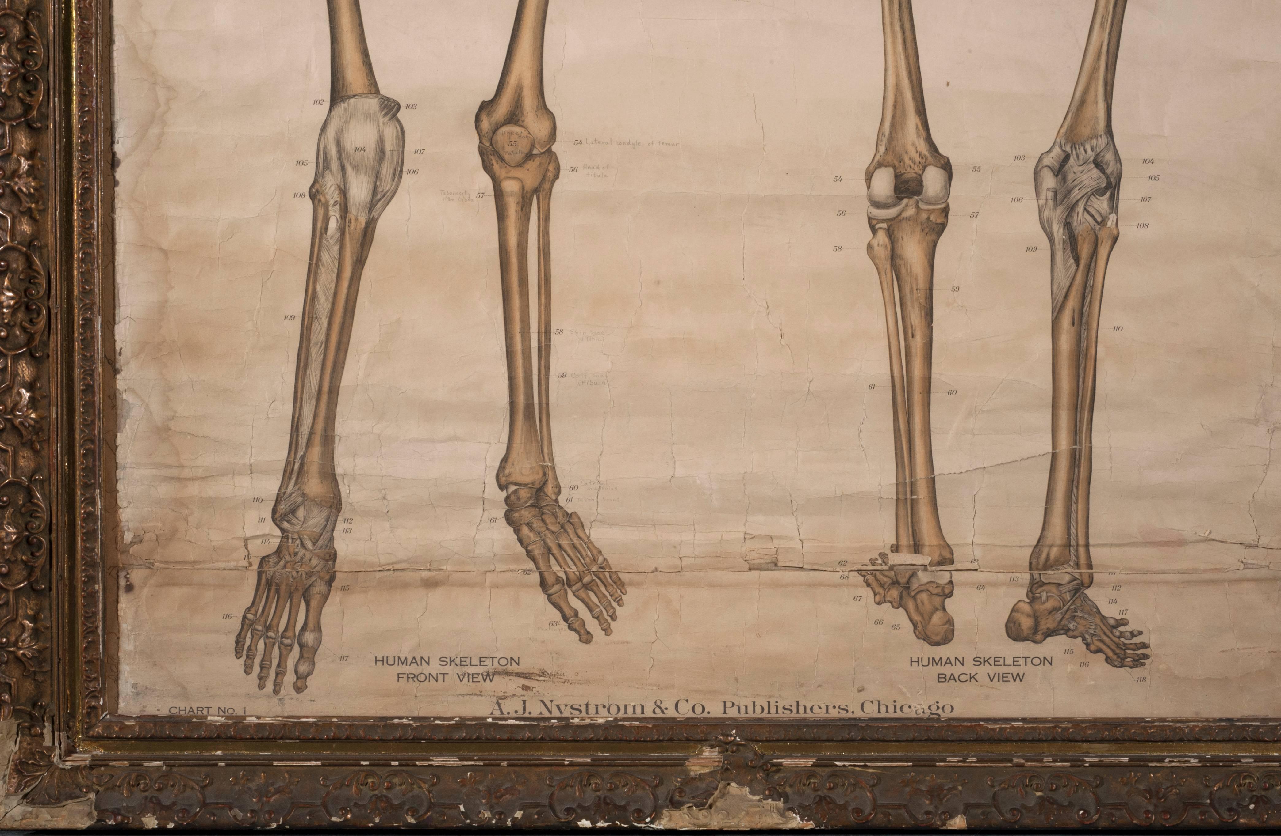 Frohse Anatomical Chart Human Skeleton, 1918 In Good Condition In Washington, DC