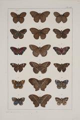 Paire de papillons anciens Albertus Seba du 18ème siècle, gravures colorées à la main