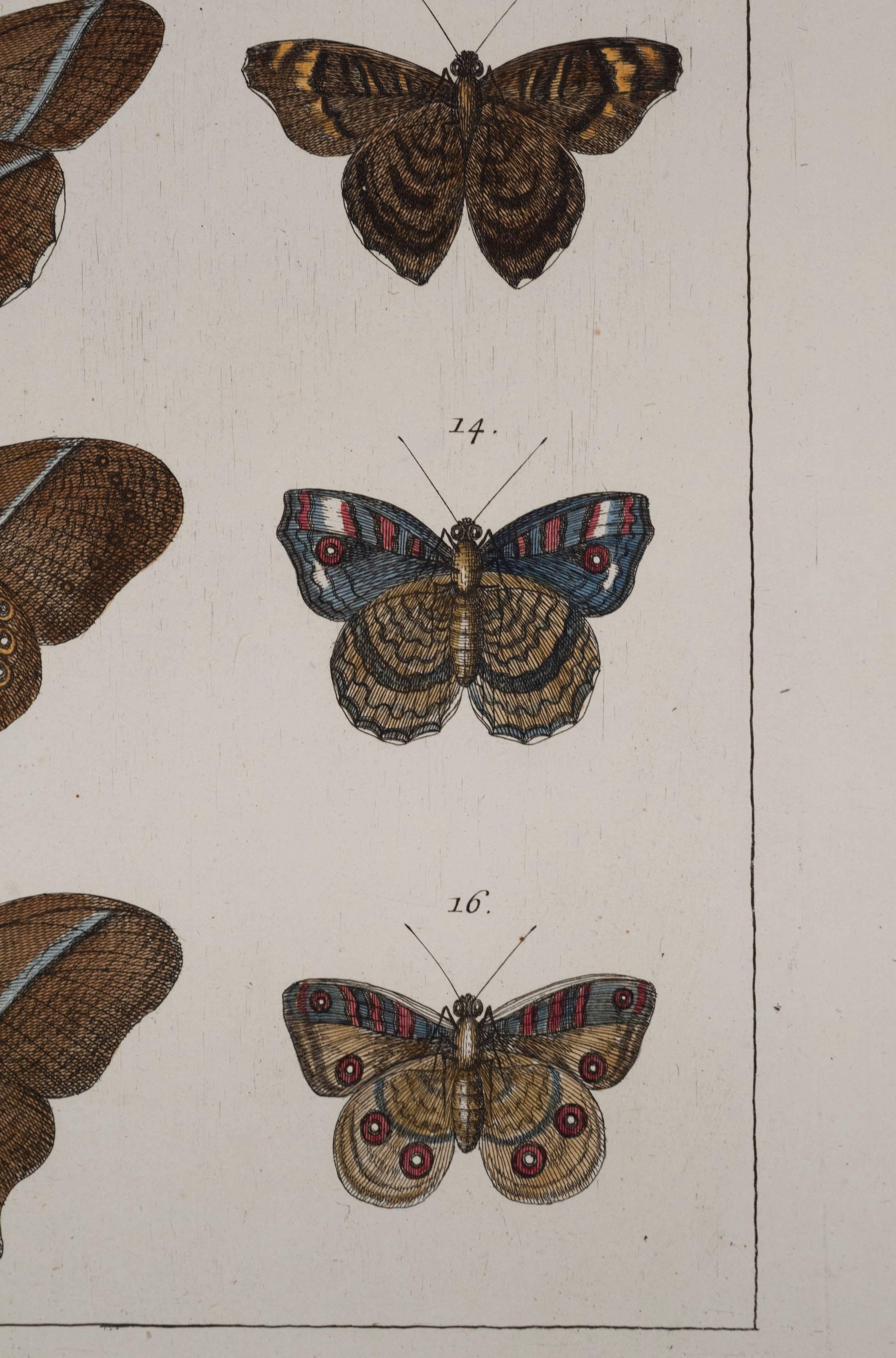 Dutch Antique Albertus Seba Pair 18th Century Hand-Colored Engravings Butterfly For Sale