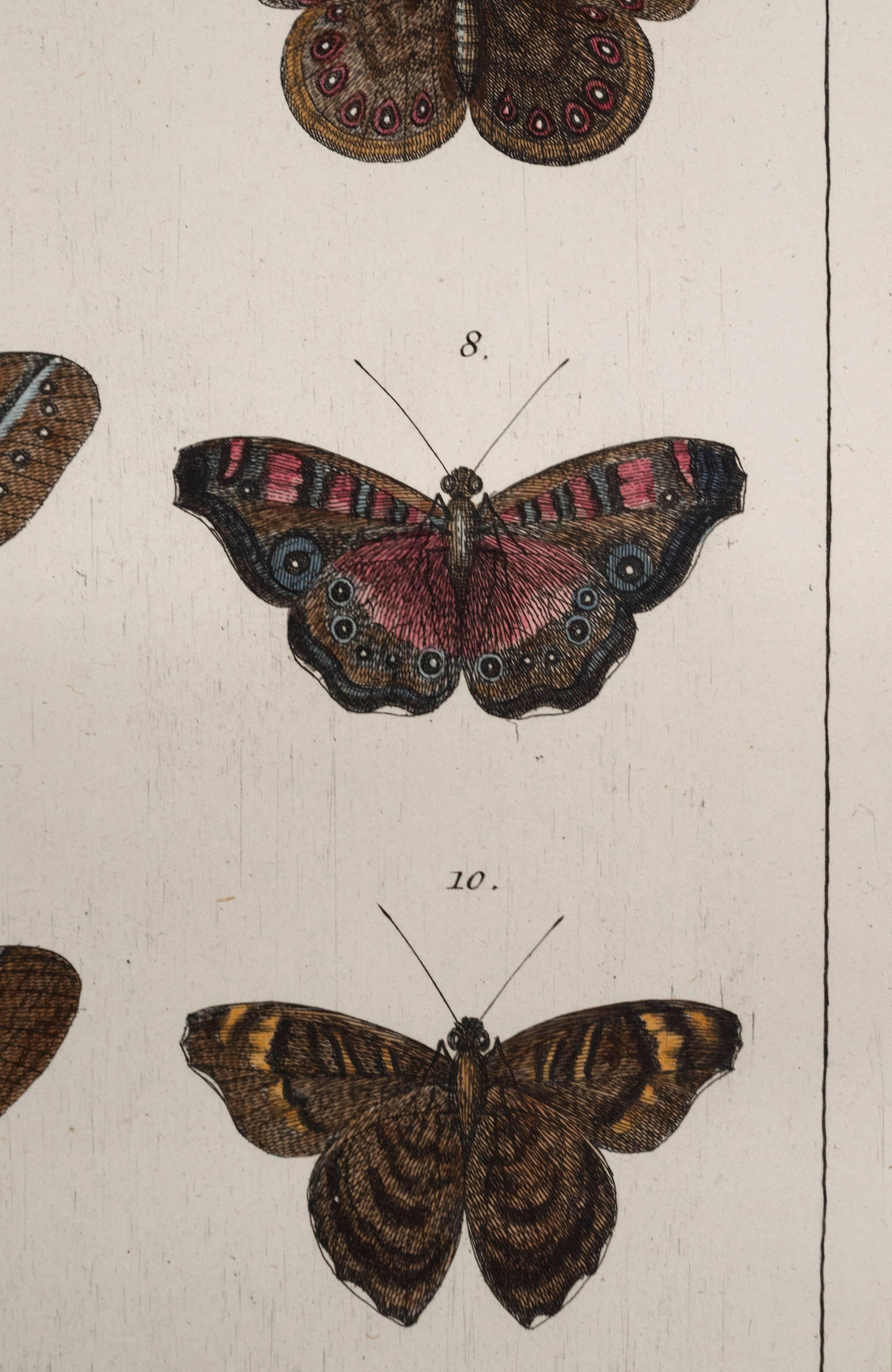 Papier Paire de papillons anciens Albertus Seba du 18ème siècle, gravures colorées à la main en vente