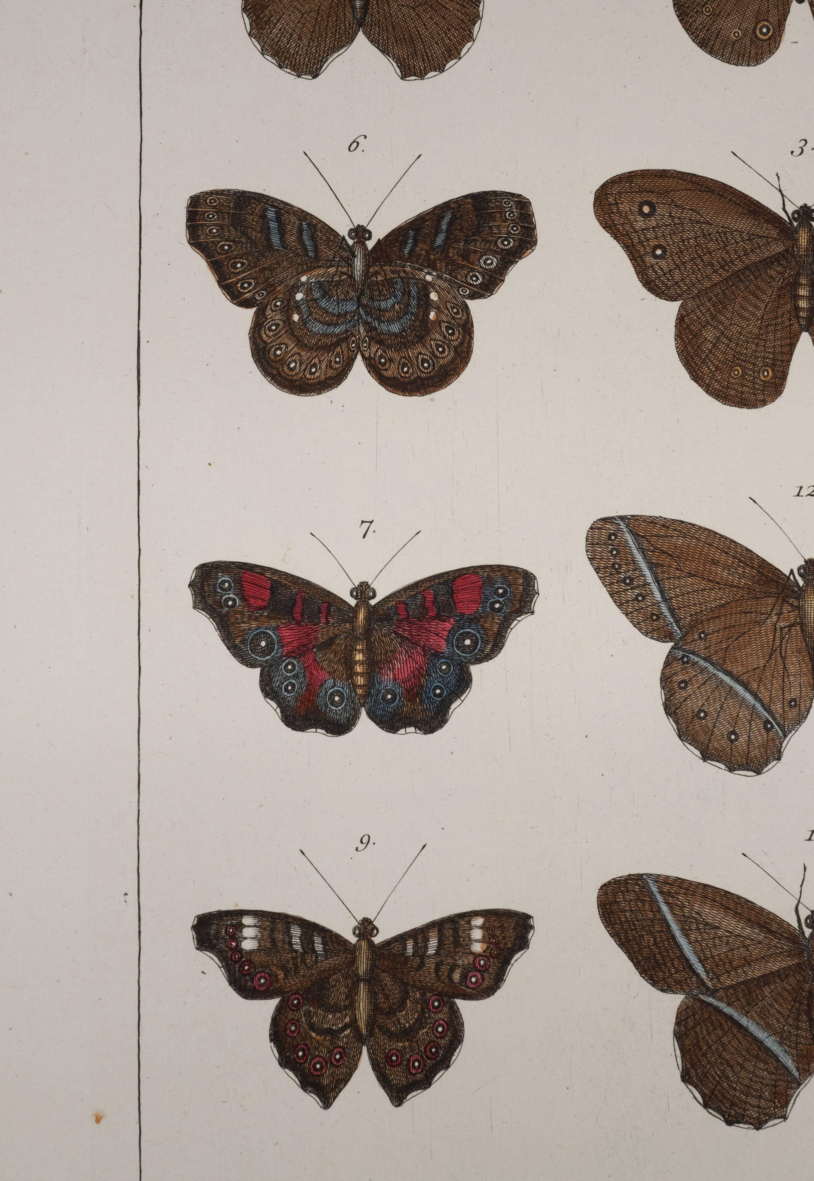Antikes Paar handkolorierte Albertus Seba-Schmetterlingsgravuren, Schmetterling, 18. Jahrhundert, Paar (Papier) im Angebot
