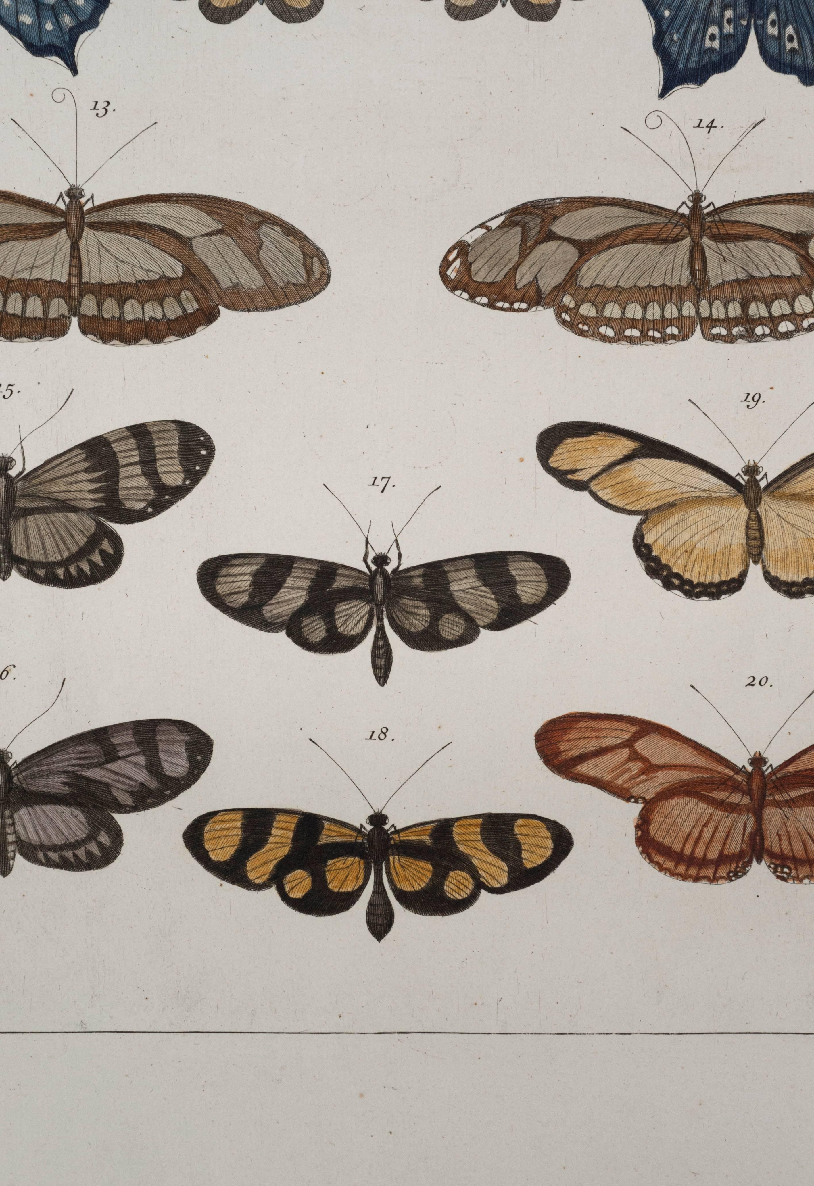 Paire de papillons anciens Albertus Seba du 18ème siècle, gravures colorées à la main en vente 3