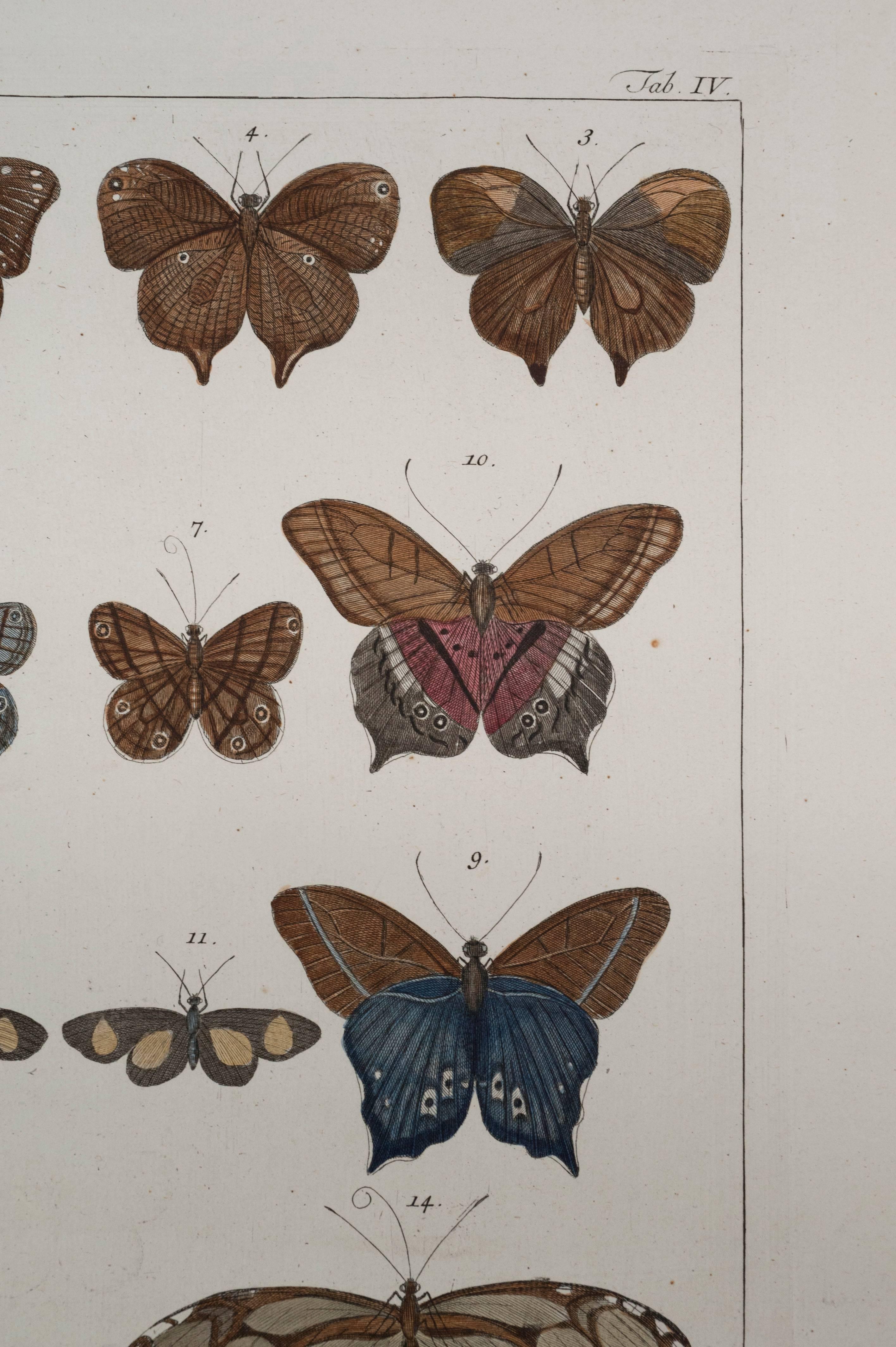 Paire de papillons anciens Albertus Seba du 18ème siècle, gravures colorées à la main en vente 2