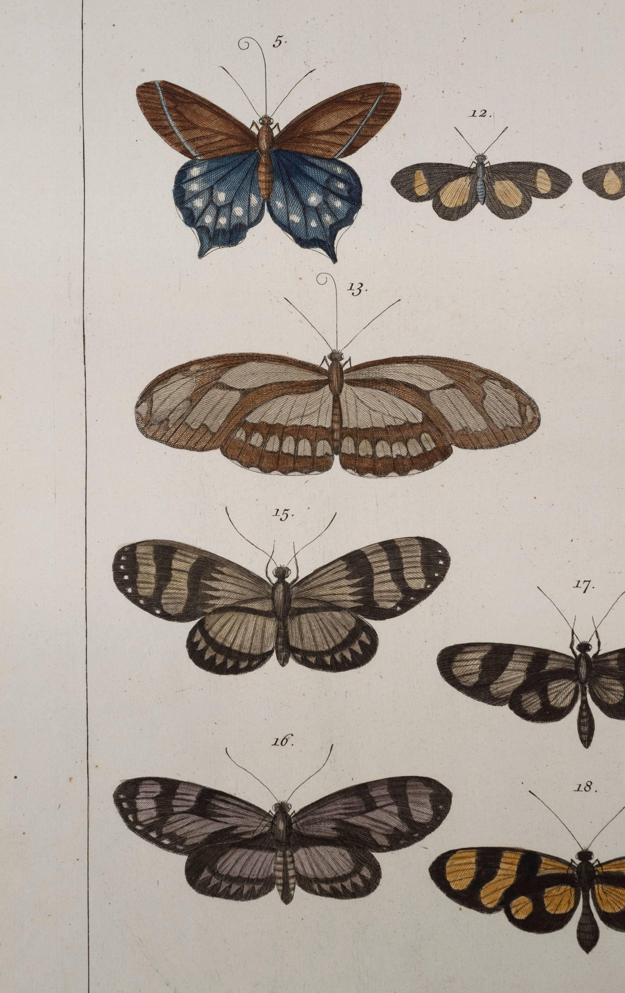 Paire de papillons anciens Albertus Seba du 18ème siècle, gravures colorées à la main en vente 1
