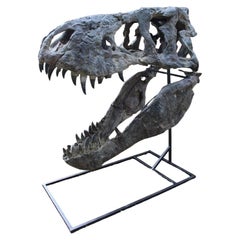 Tyrannosaurus Head Fossil For A Museum