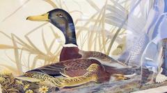 Audubon Framed Print Mallard Duck Havell Edition