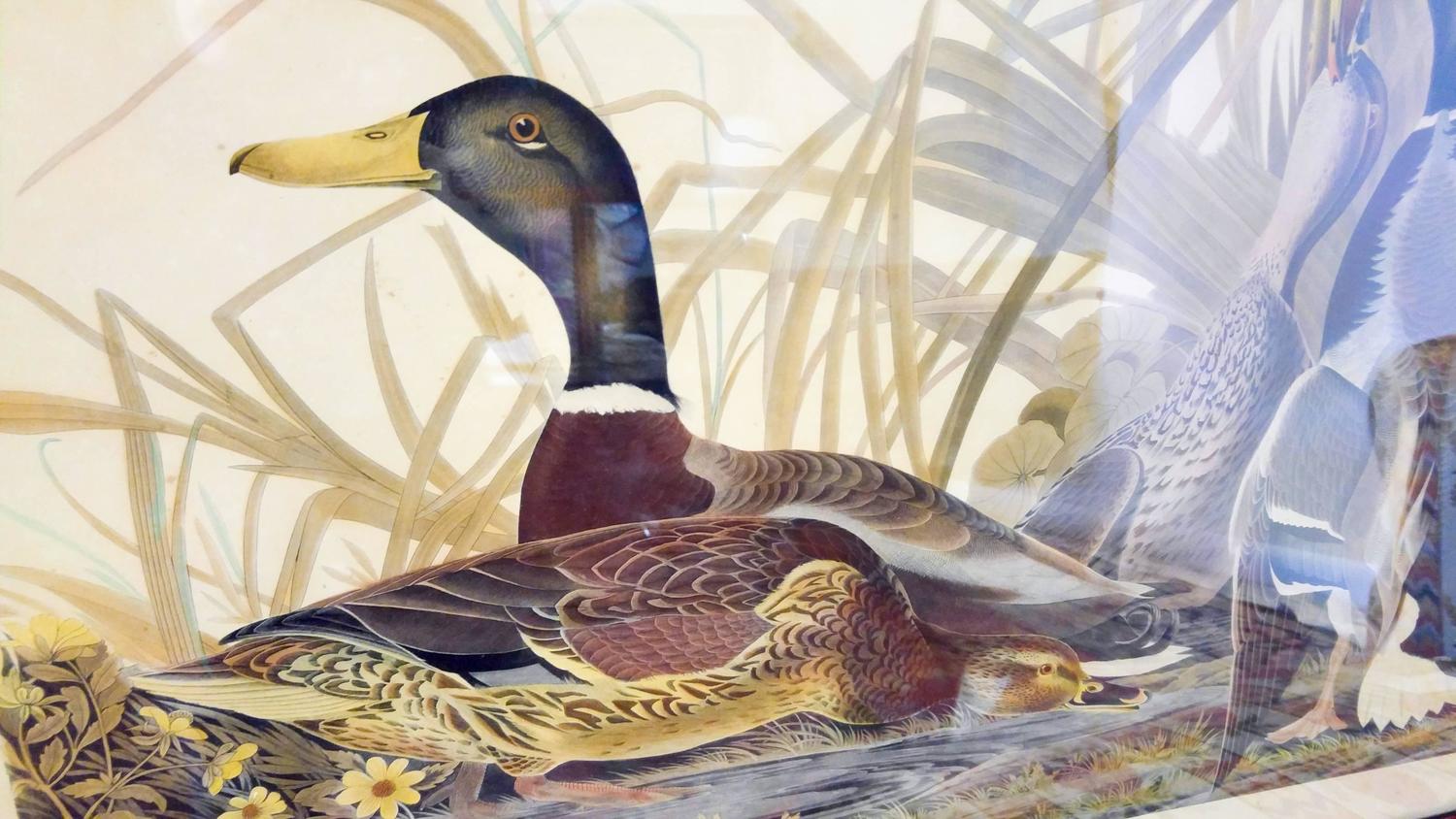 Audubon Framed Print Mallard Duck Havell Edition For Sale at 1stdibs