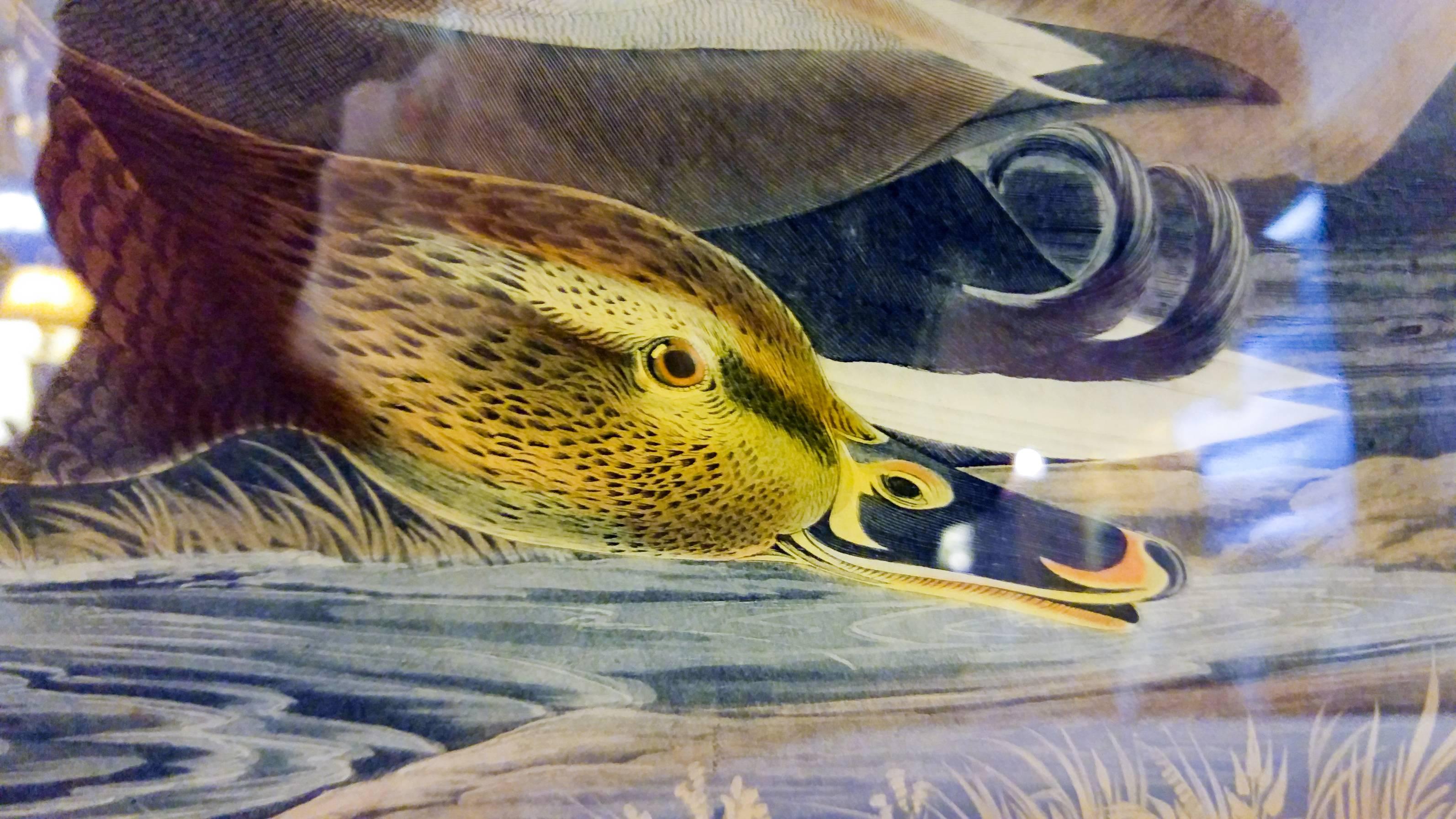 Romantic Audubon Framed Print Mallard Duck Havell Edition
