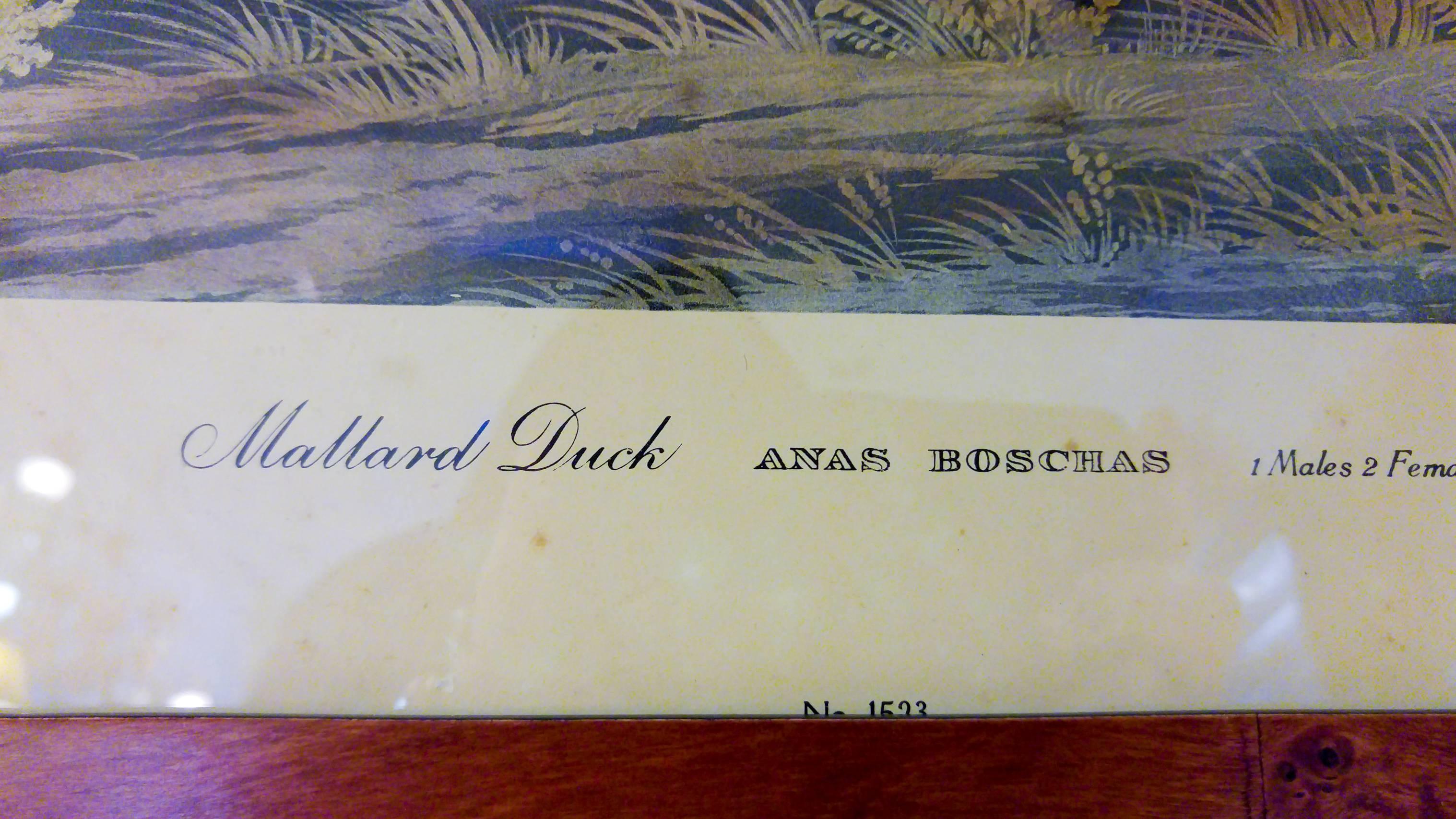 American Audubon Framed Print Mallard Duck Havell Edition