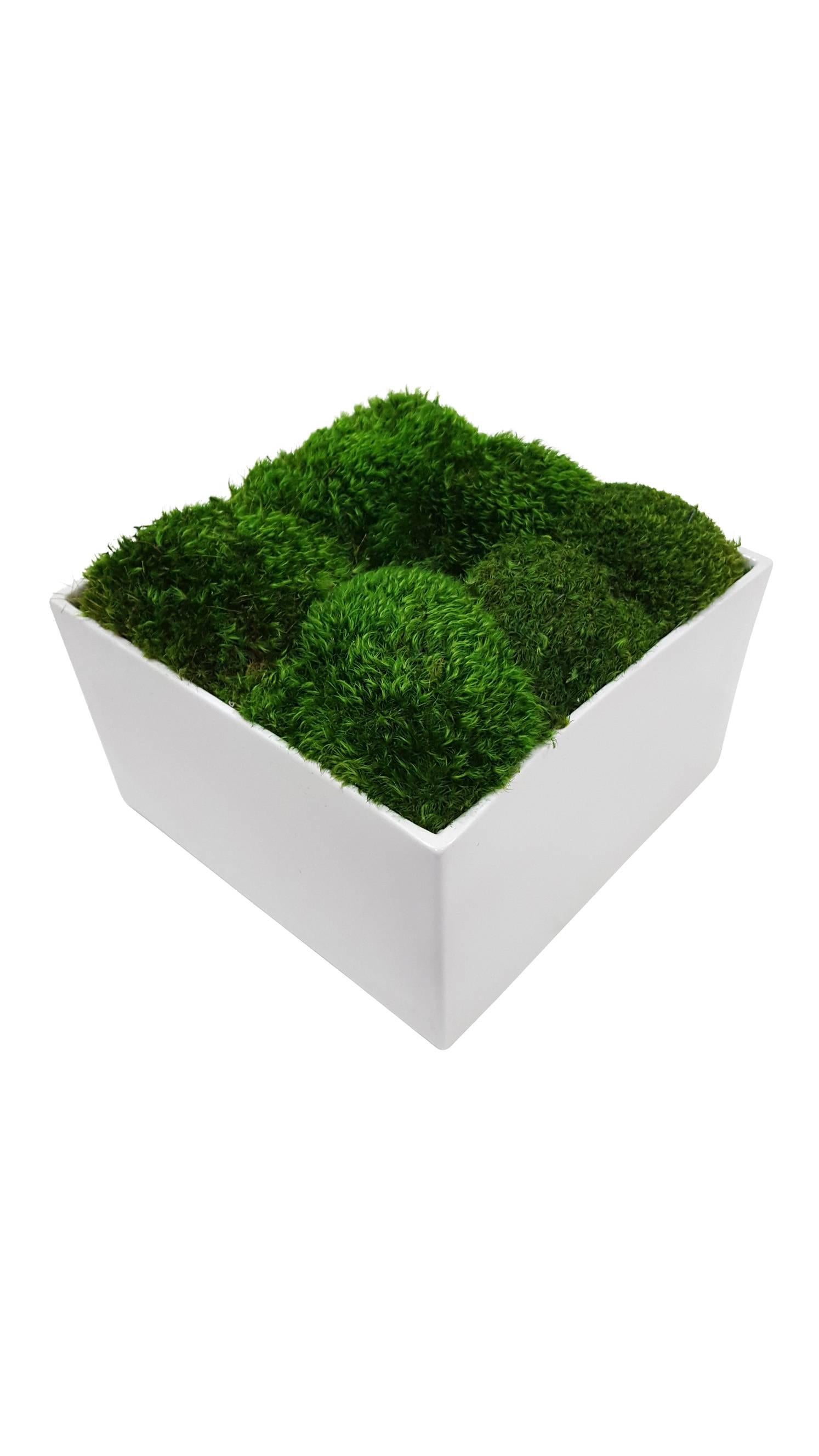 Beautiful botanical in glossy white square planter.