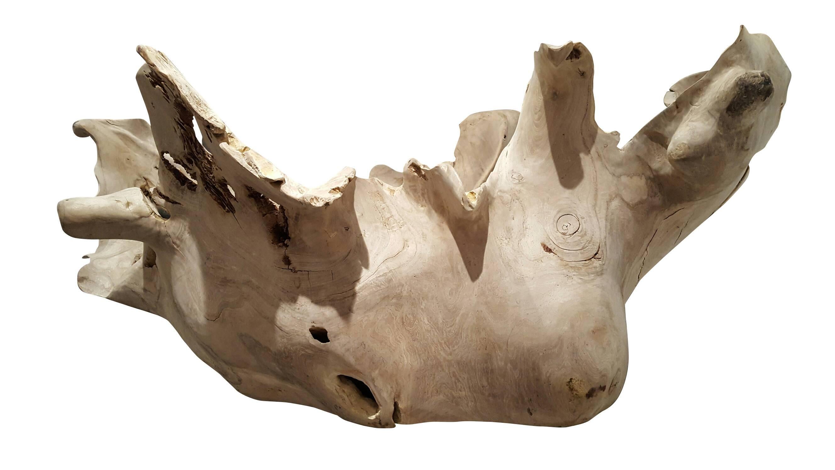Beautiful root sculpture bleached.