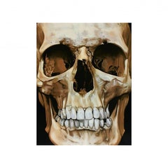 Skull Beneath the Skin, 2005