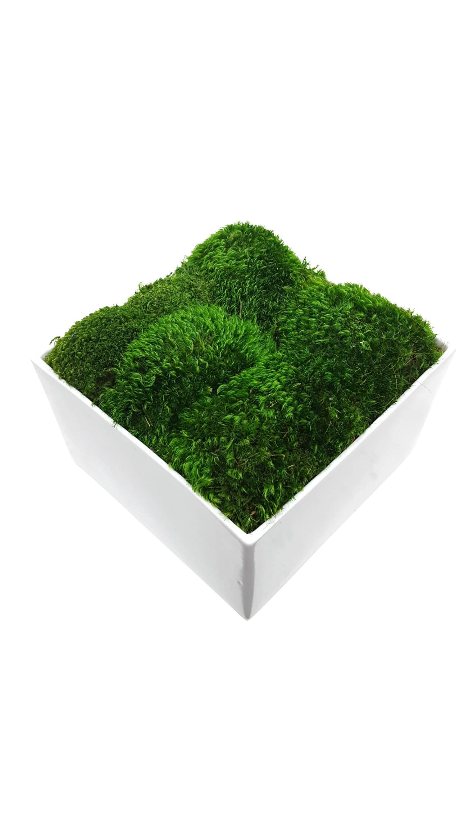 Modern Botanical in Glossy White Square Planter For Sale