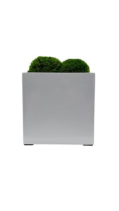 Botanical in White Fleur Pot