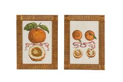 Set of Eight 17th Century Ribbon-Tied Citrus Hand-Colored Engravings