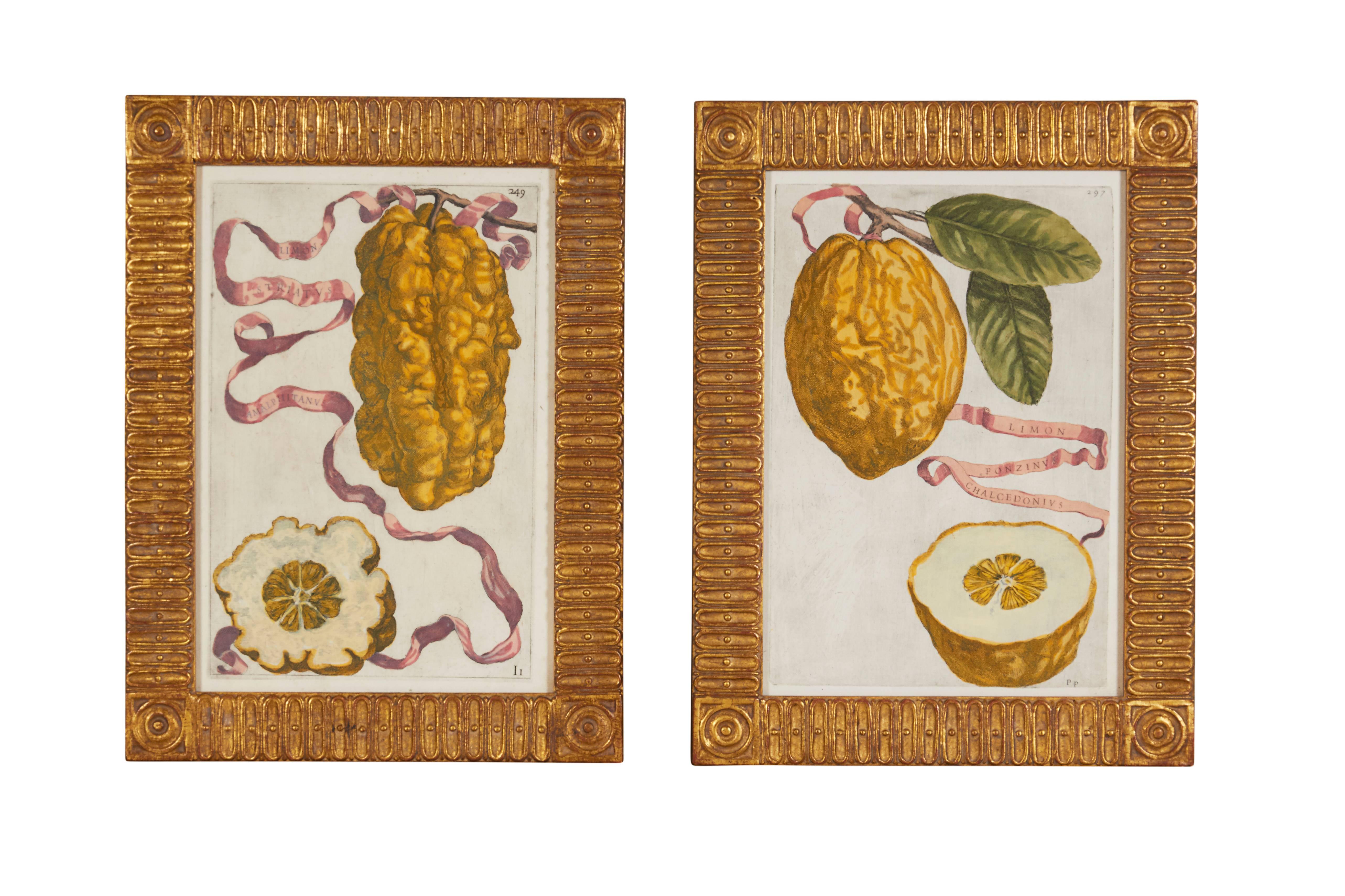 Set of Eight 17th Century Ribbon-Tied Citrus Hand-Colored Engravings In Good Condition In New York, NY