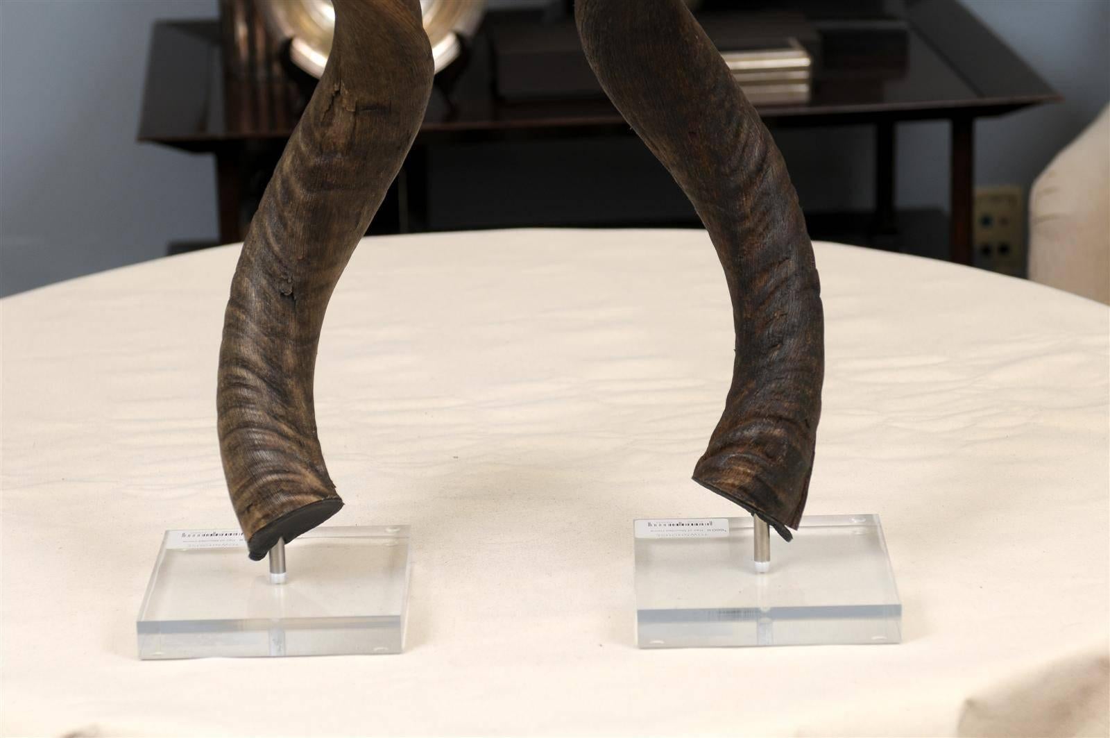 Kudu Horns on Lucite Stands In Good Condition In Atlanta, GA