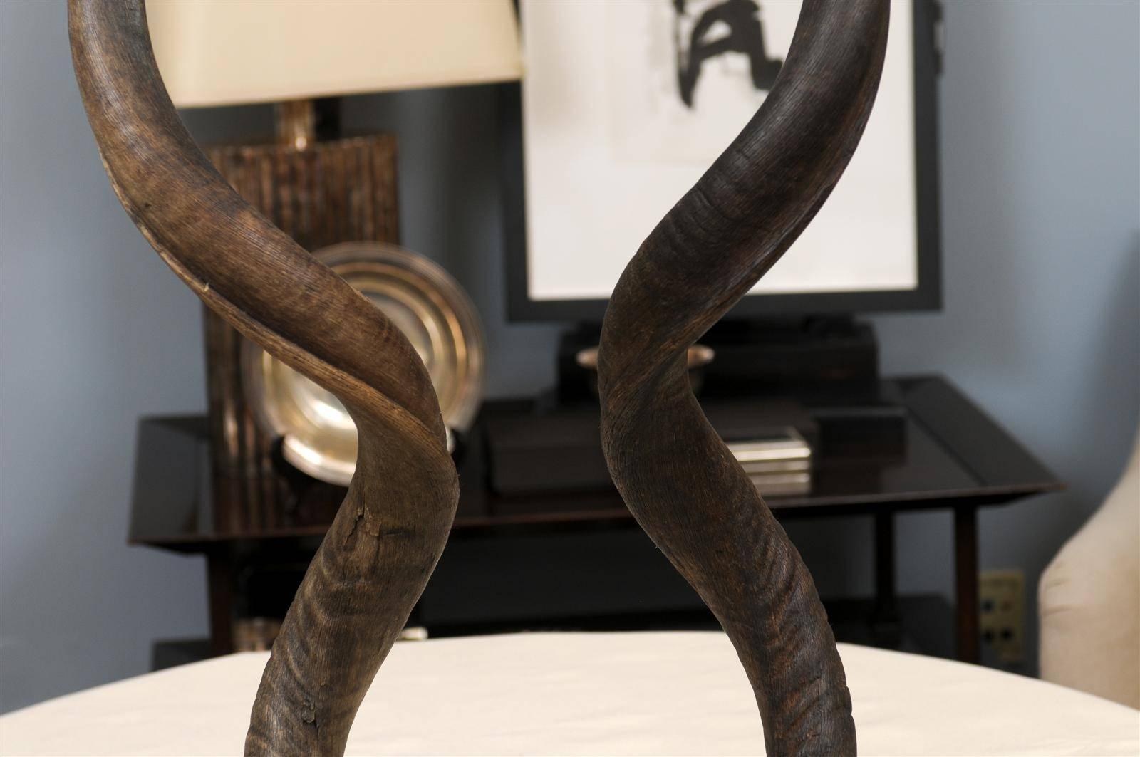 20th Century Kudu Horns on Lucite Stands