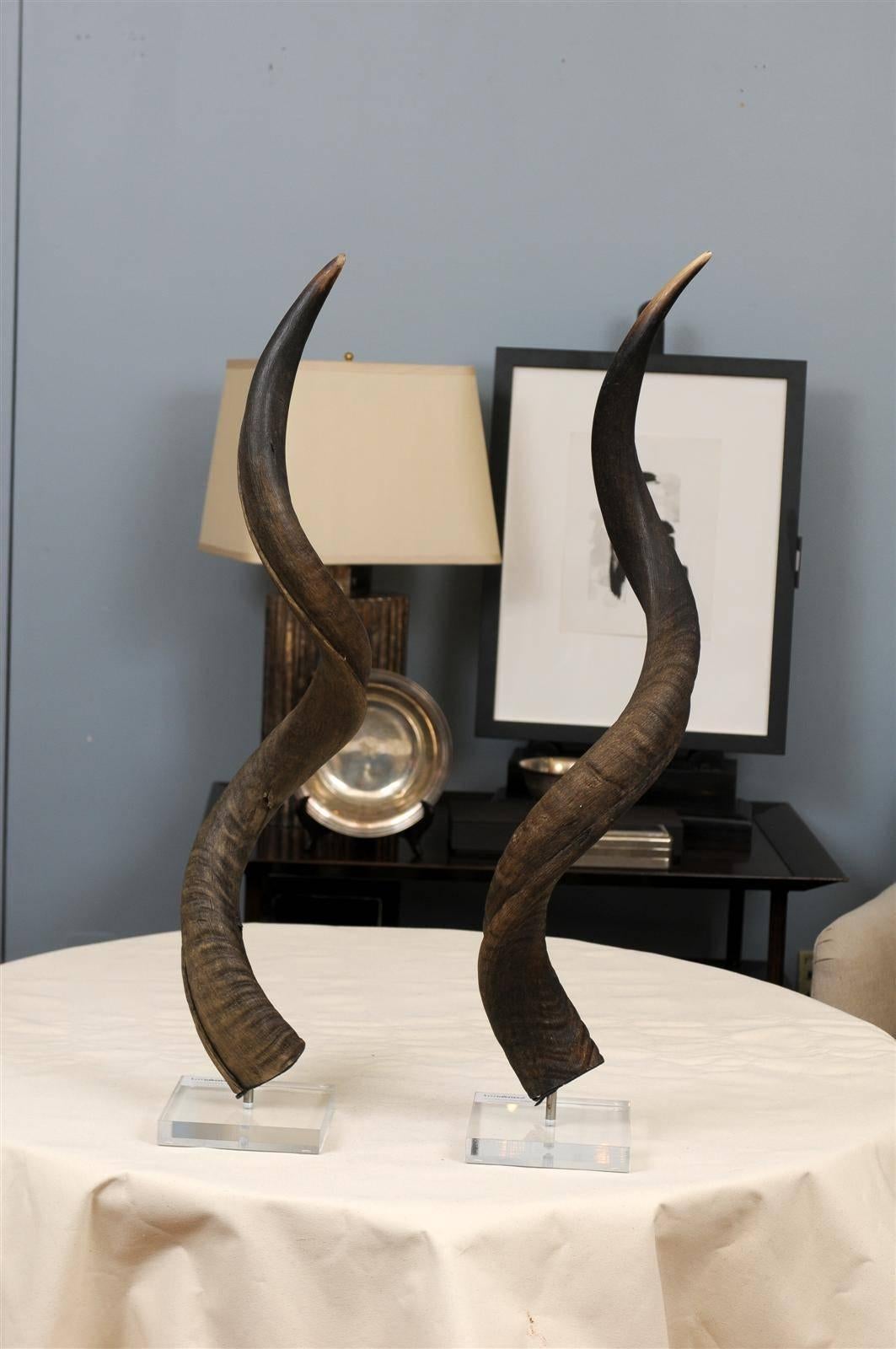 Kudu Horns on Lucite Stands 1
