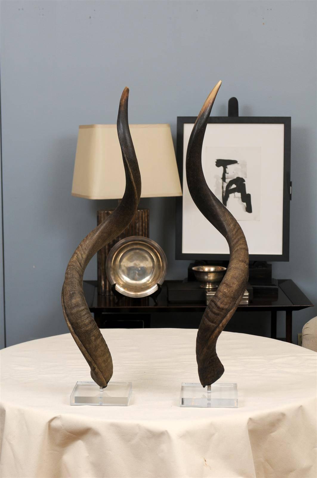 Kudu Horns on Lucite Stands 2